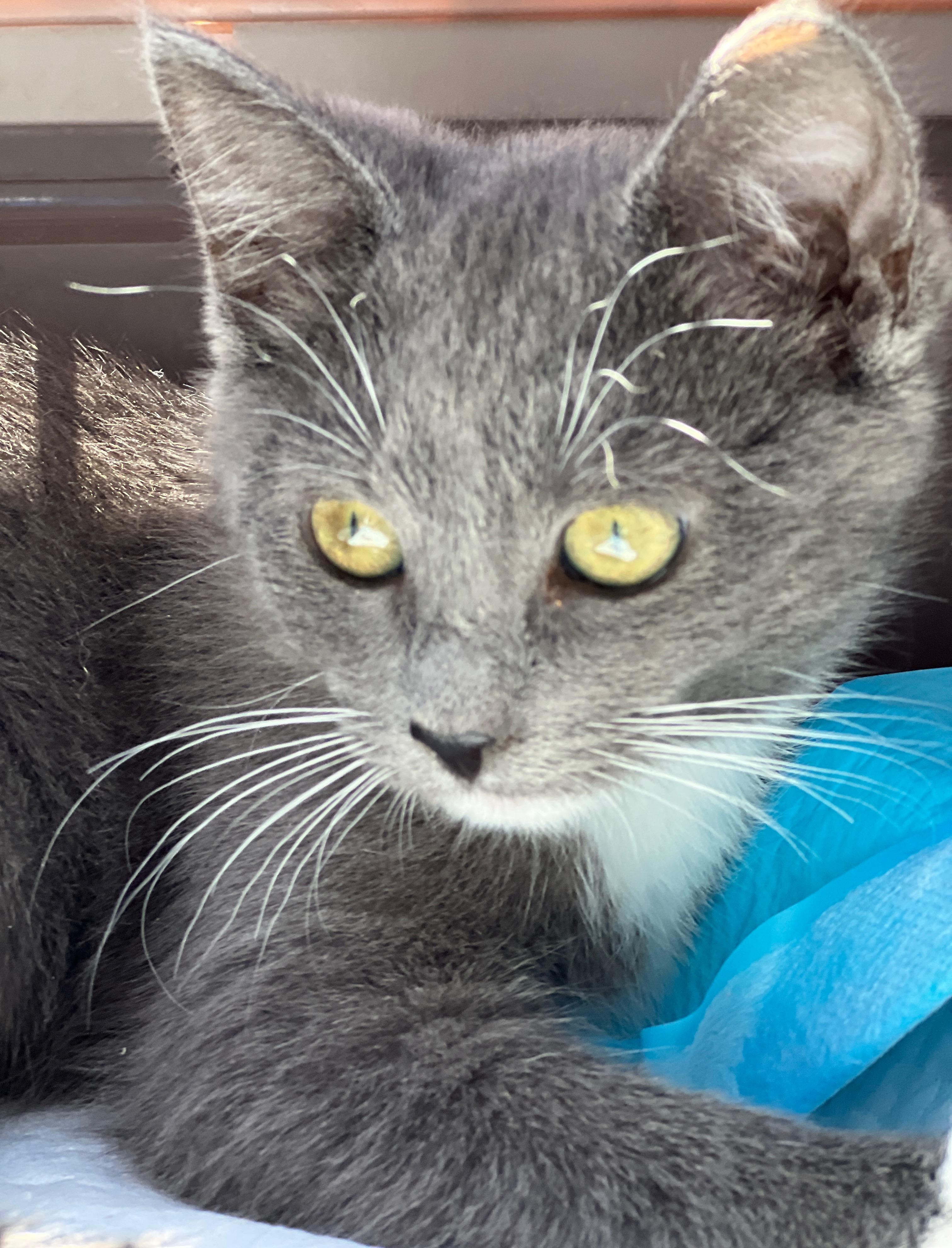 Enlarge Mia, a Adoptable mixed breed in Hawthorne, CA image 2/6