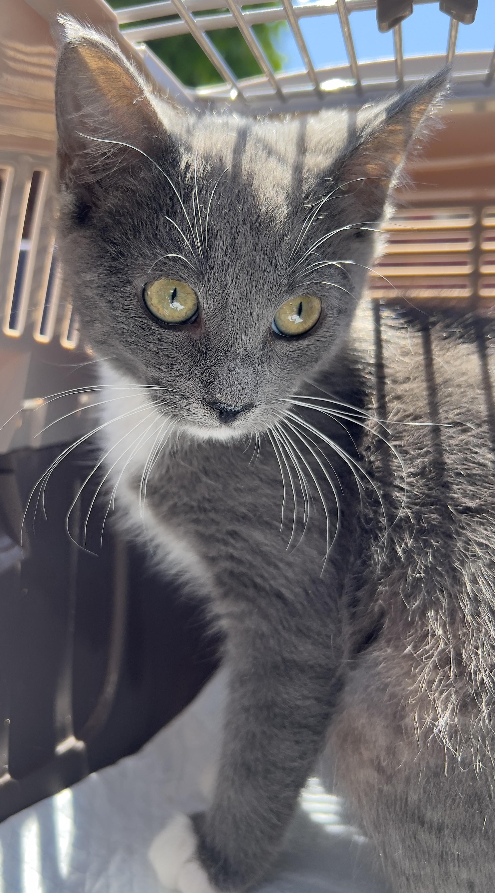 Enlarge Mia, a Adoptable mixed breed in Hawthorne, CA image 3/6