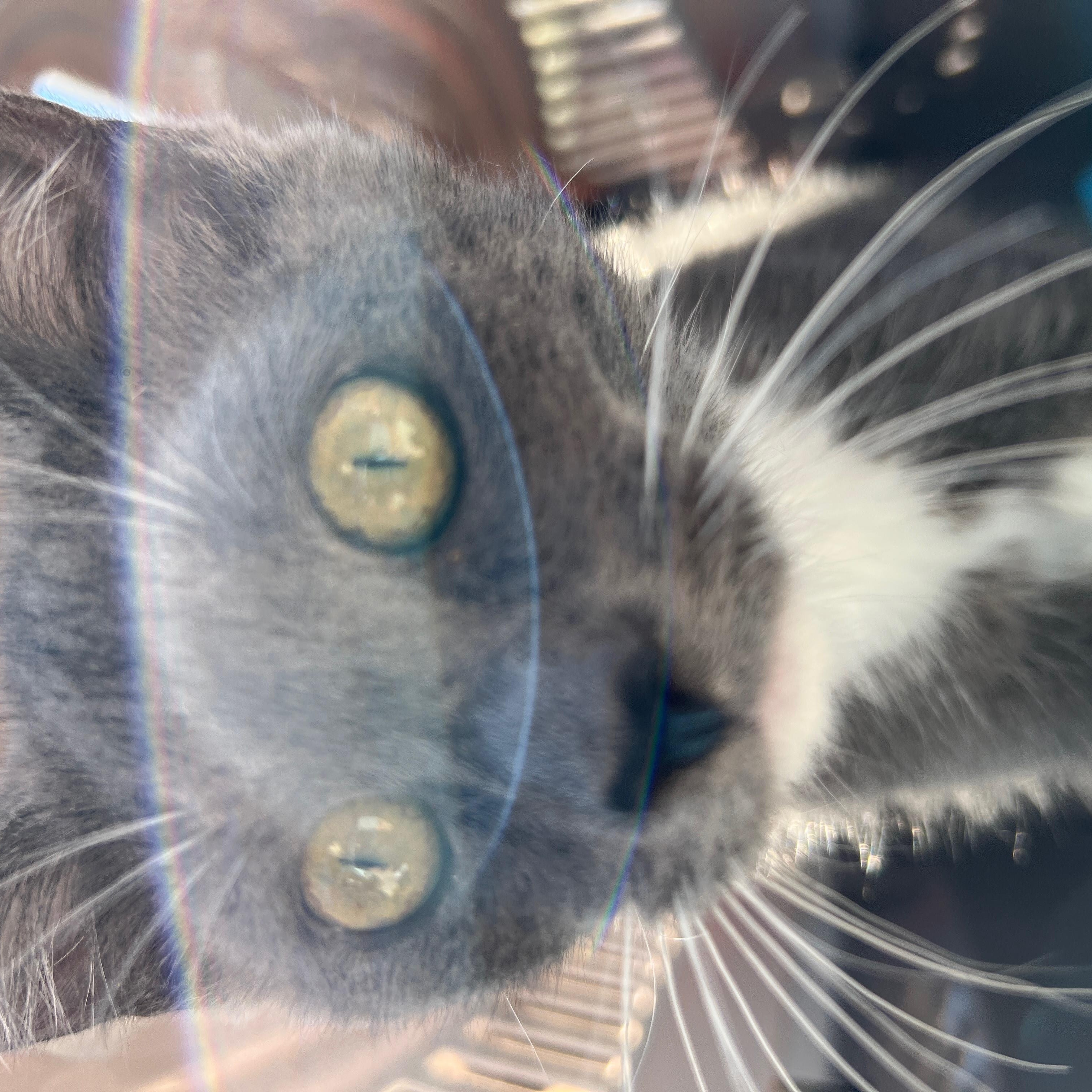 Enlarge Mia, a Adoptable mixed breed in Hawthorne, CA image 4/6