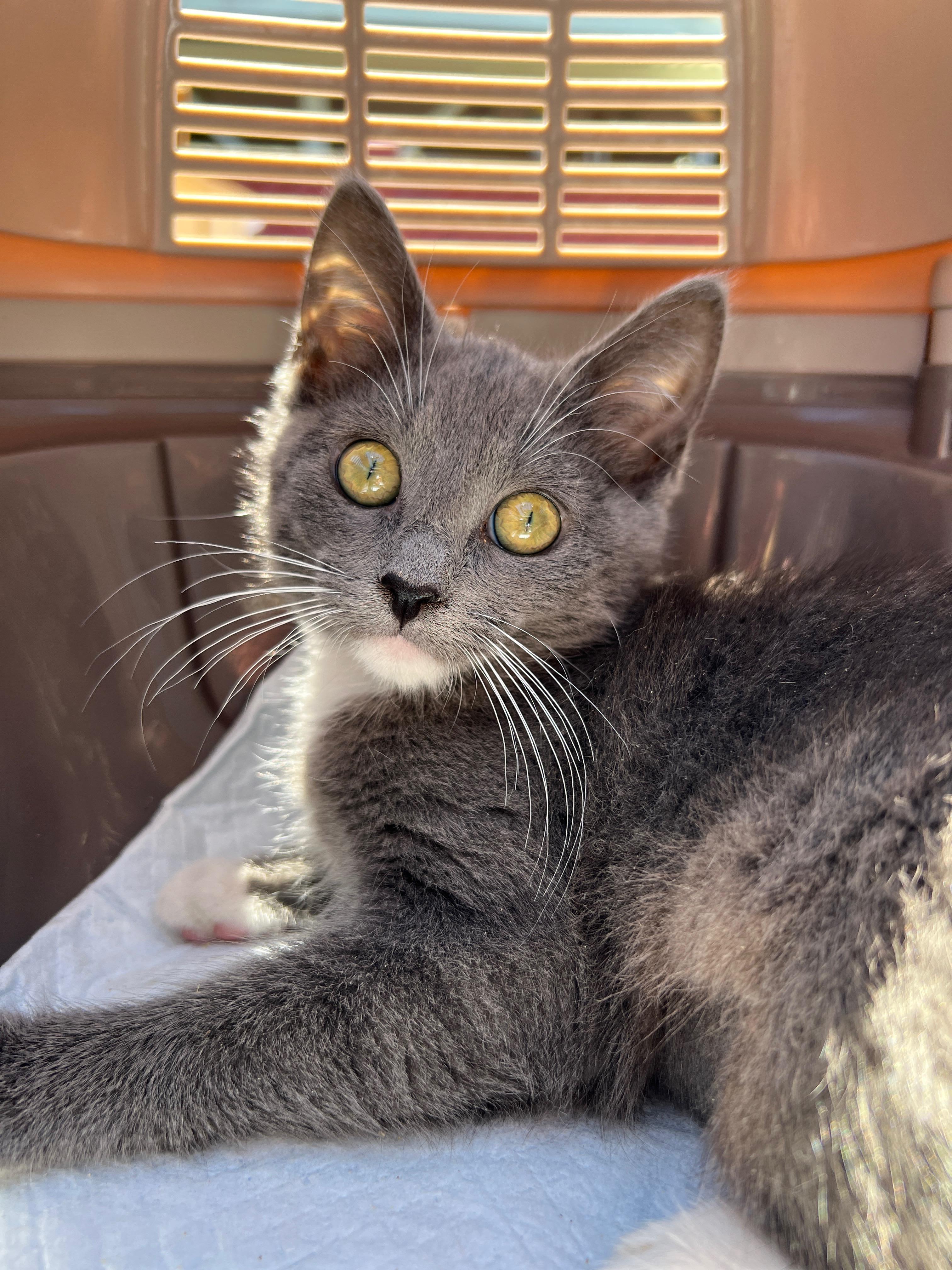 Enlarge Mia, a Adoptable mixed breed in Hawthorne, CA image 5/6