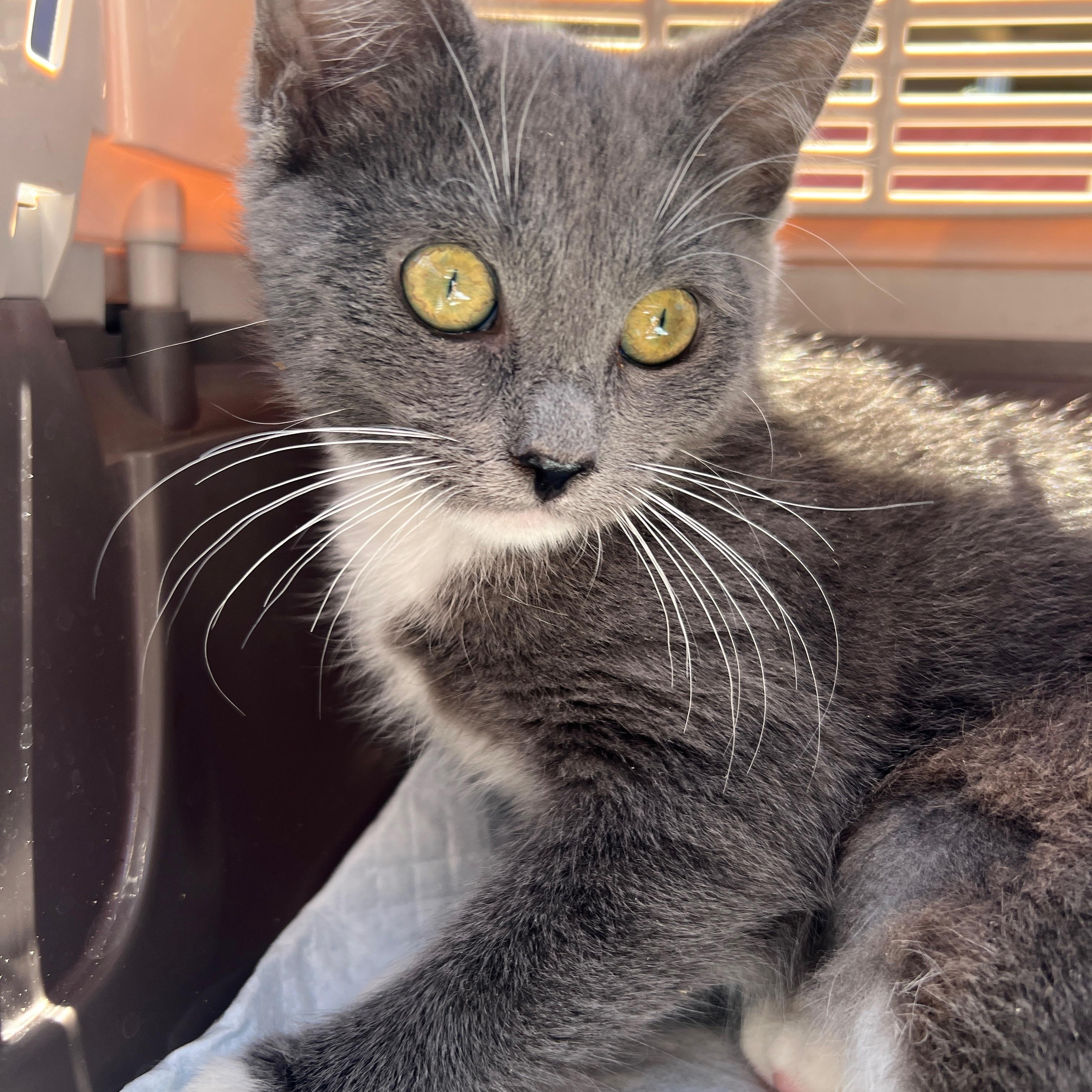 Enlarge Mia, a Adoptable mixed breed in Hawthorne, CA image 6/6