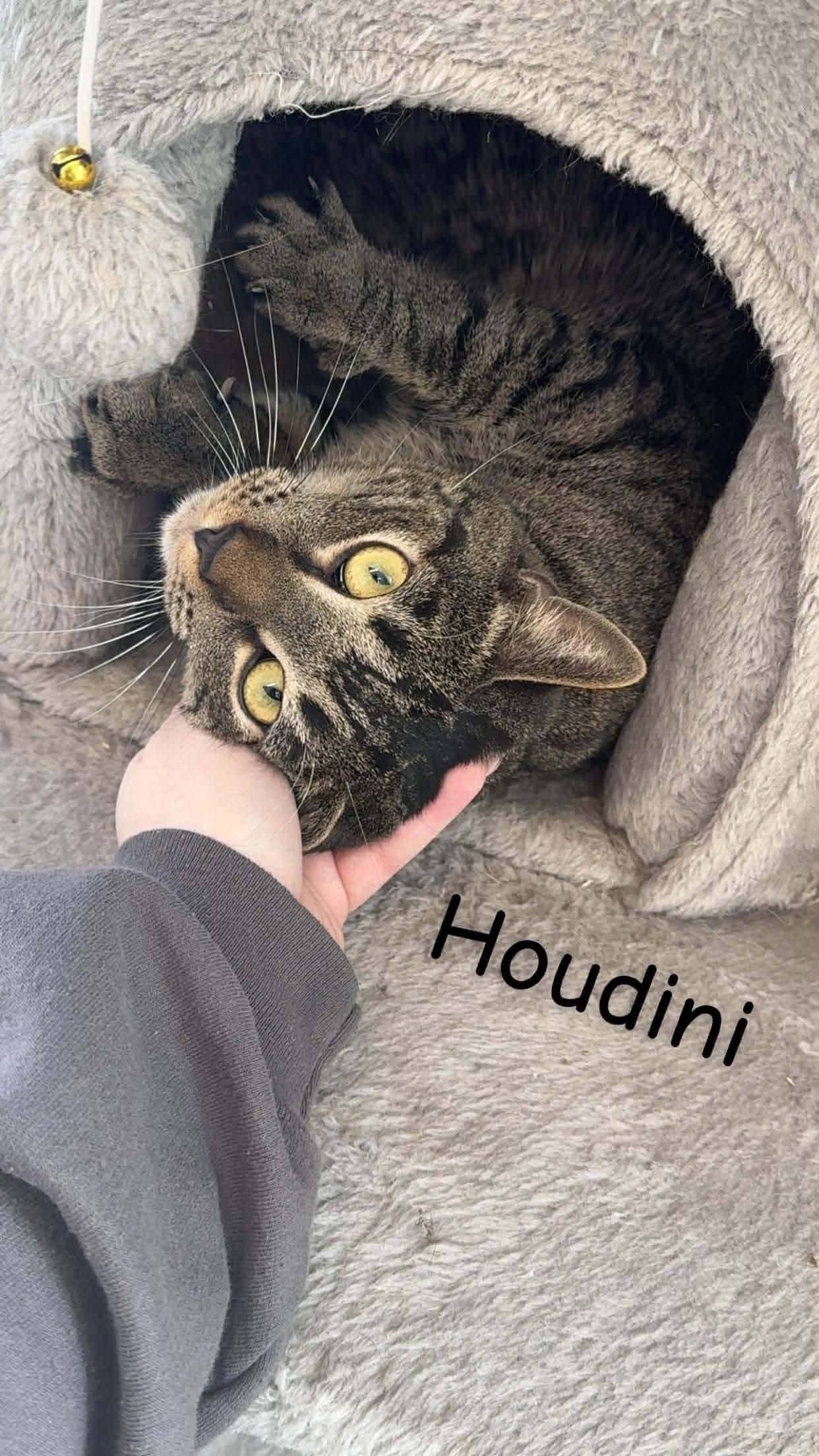 Enlarge Janice, Tiger, & Houdini (“barn cats”/indoor-outdoor), a Adoptable Domestic Short Hair in Cherryfield, ME image 2/3