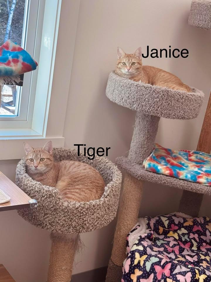 Enlarge Tiger & Janice (“barn cats”/indoor-outdoor), a Adoptable Domestic Short Hair in Cherryfield, ME image 1/1