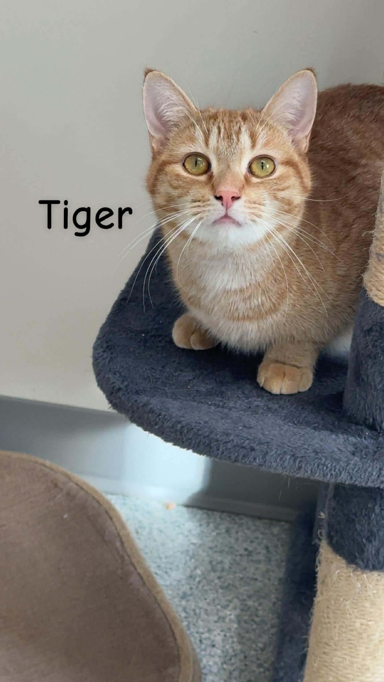 Enlarge Janice, Tiger, & Houdini (“barn cats”/indoor-outdoor), a Adoptable Domestic Short Hair in Cherryfield, ME image 3/3