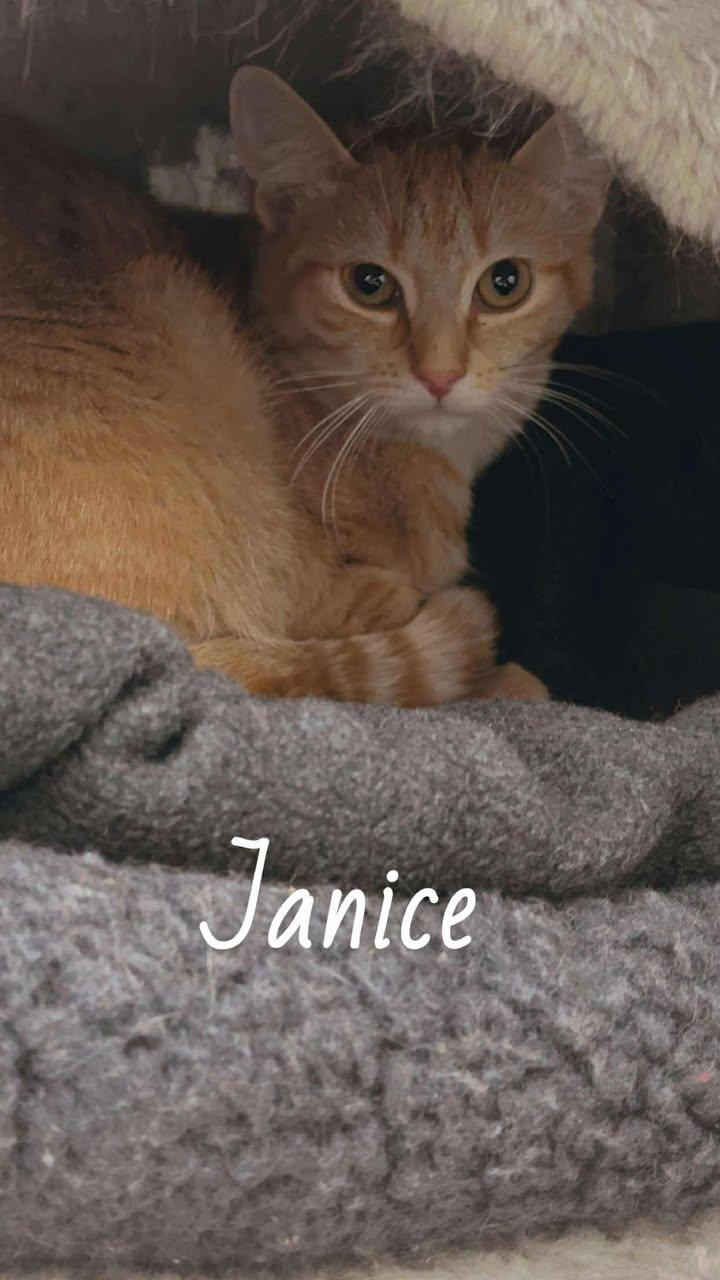 BARN CATS!!, an adoptable Domestic Short Hair in Cherryfield, ME, 04622 | Photo Image 5