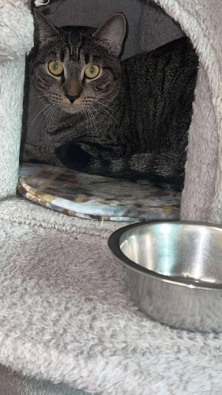 Janice (small orange), Tiger (bigger orange), & Houdini (all barn cats or possible indoor/outdoor), a Adoptable mixed breed in Cherryfield, ME image 1/2