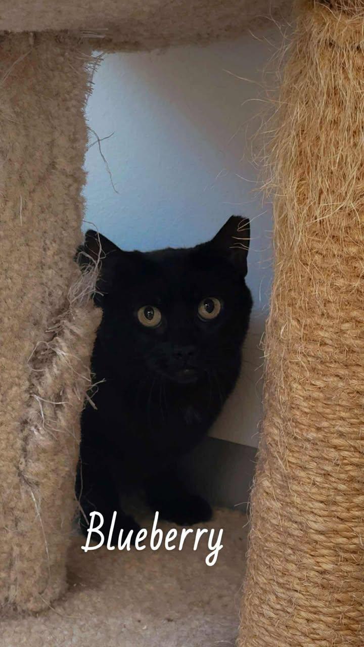 BARN CATS!!, an adoptable Domestic Short Hair in Cherryfield, ME, 04622 | Photo Image 4