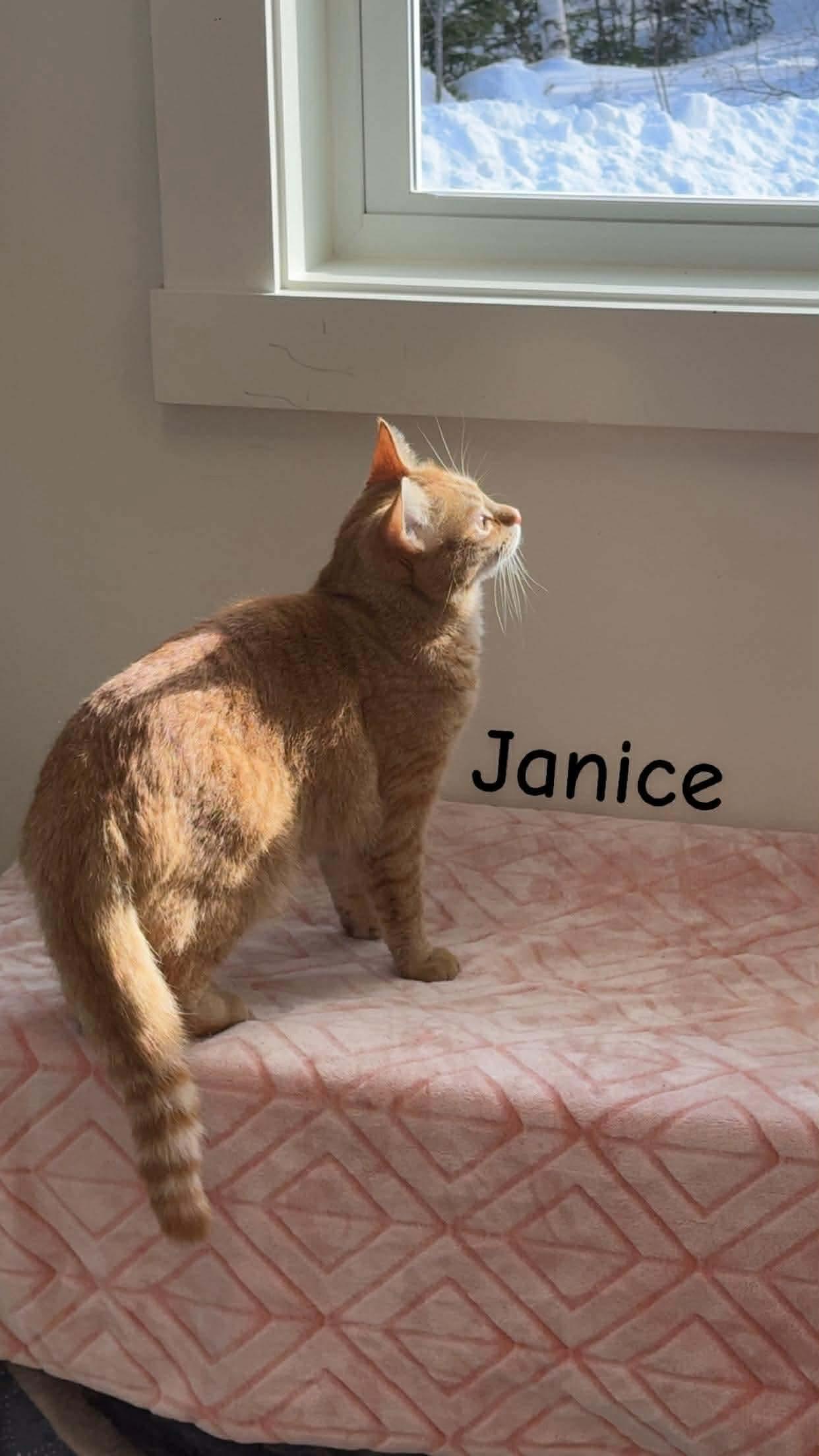 Janice, Tiger, & Houdini (“barn cats”/indoor-outdoor), Adoptable, Adult Male Domestic Short Hair.