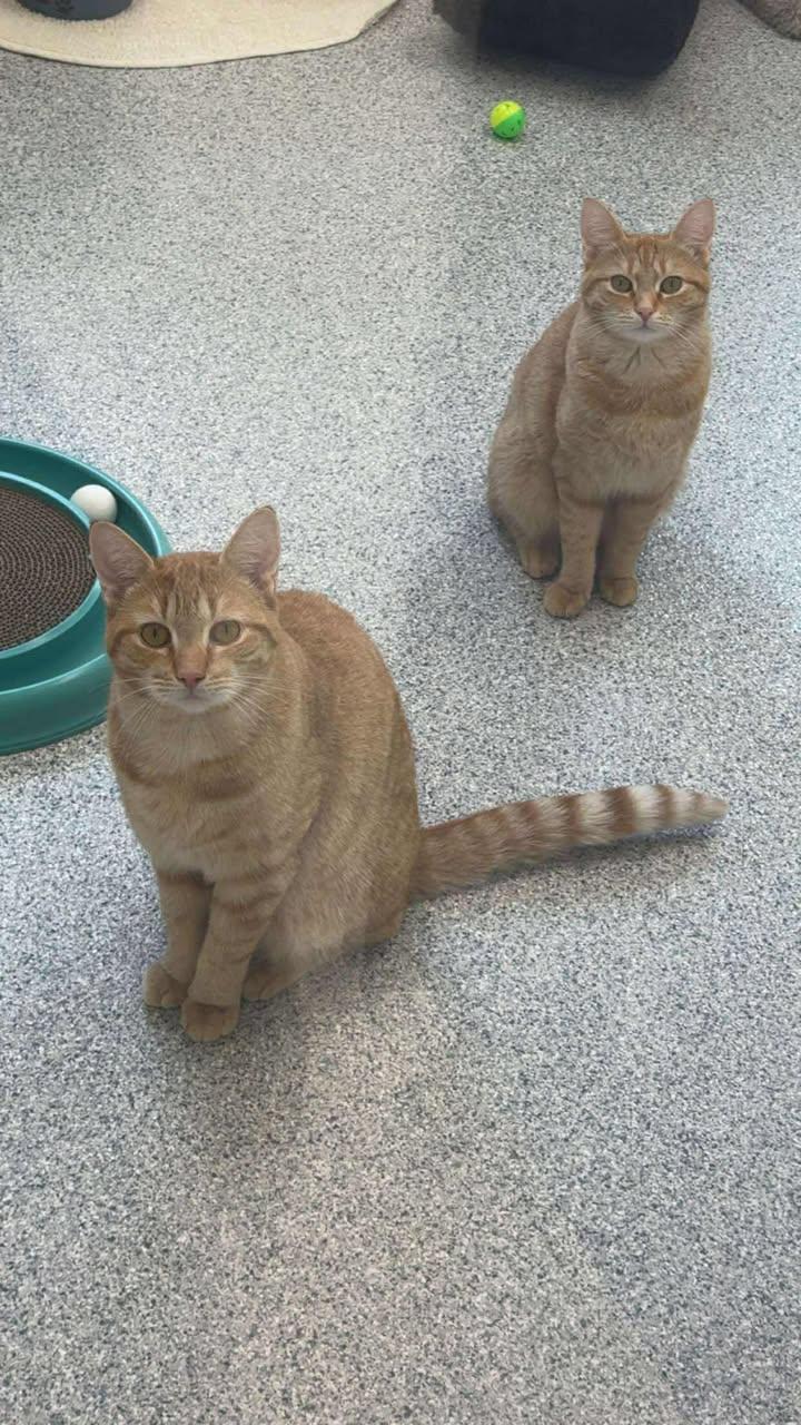 Janice (small orange), Tiger (bigger orange), & Houdini (all barn cats or possible indoor/outdoor), a Adoptable mixed breed in Cherryfield, ME image 2/2