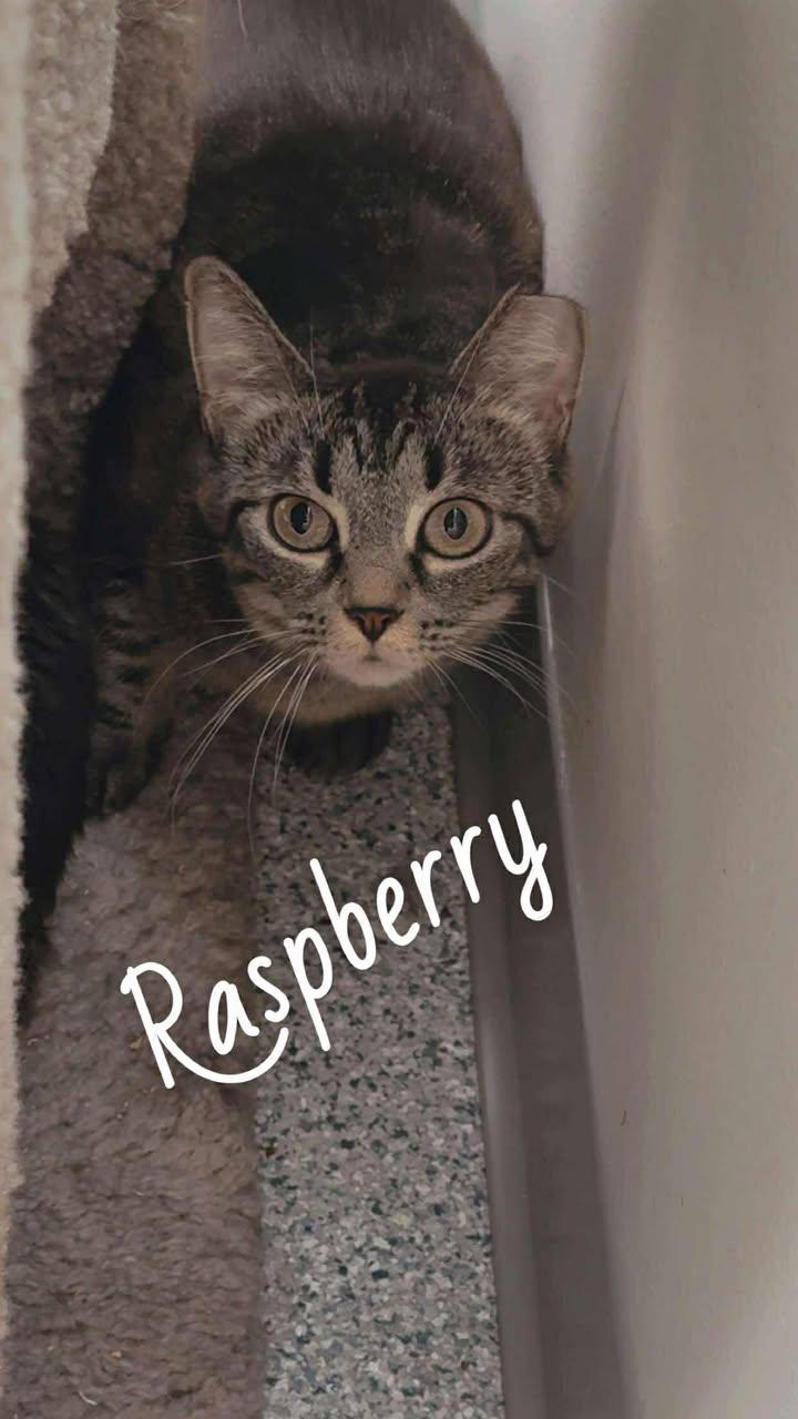 BARN CATS!!, an adoptable Domestic Short Hair in Cherryfield, ME, 04622 | Photo Image 2