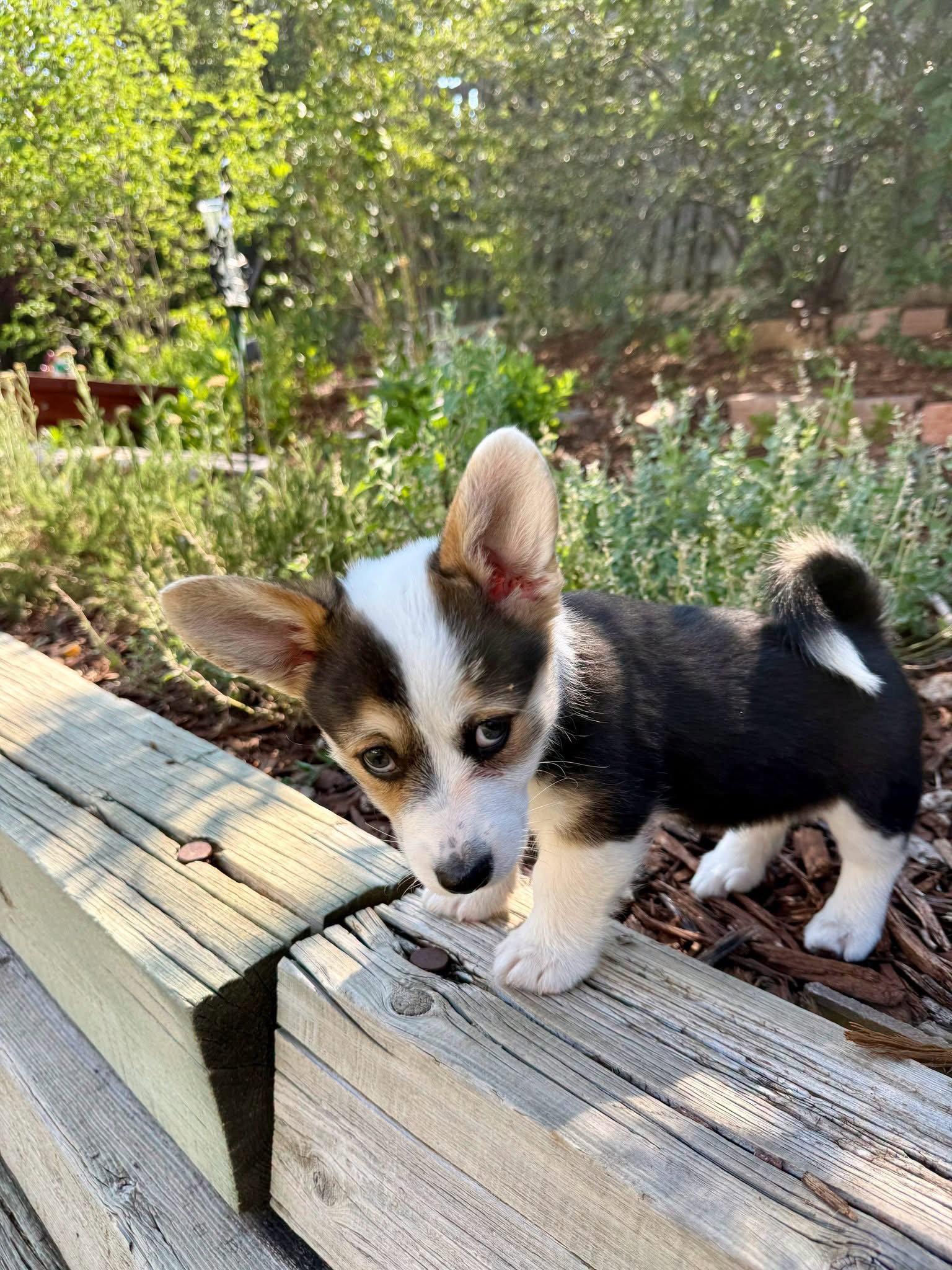 Cowgirl, Adopted, Young Female Corgi.