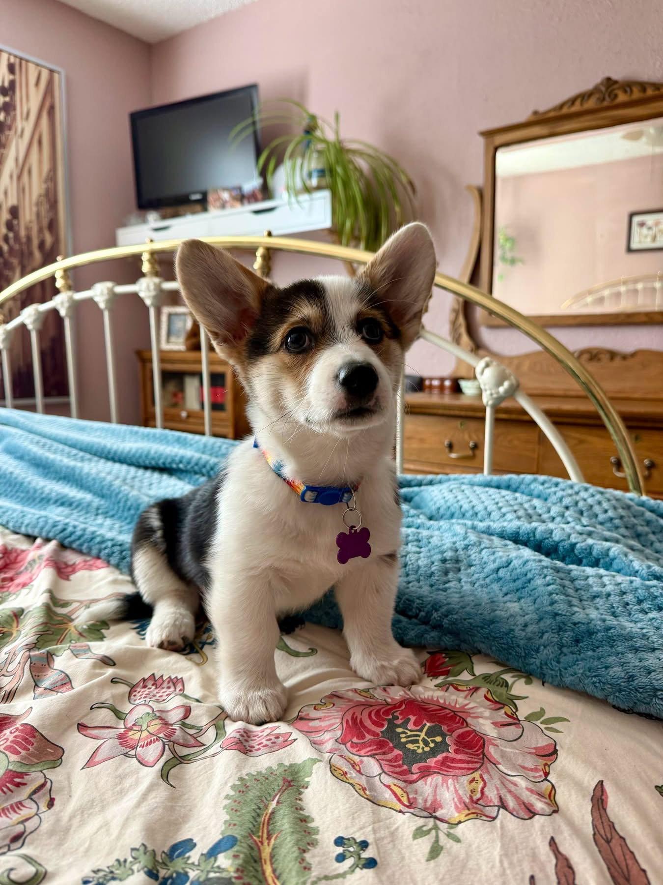 Enlarge Cowgirl, a Adopted Corgi in Denver, CO image 2/3