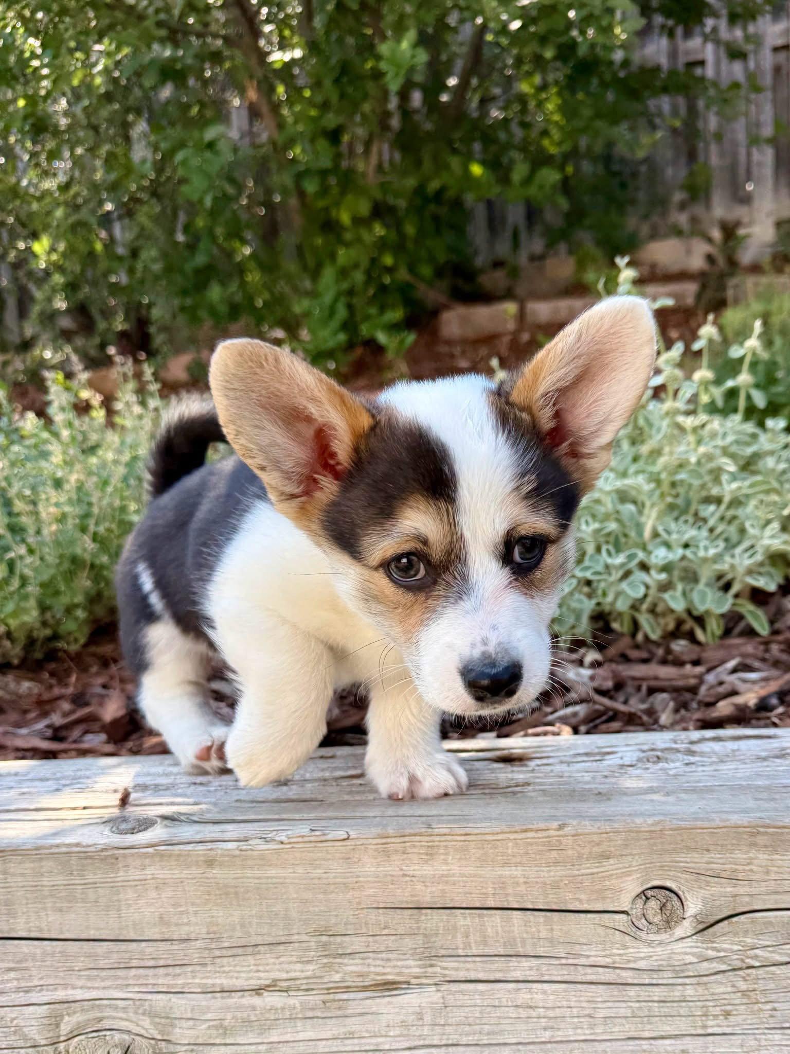 Enlarge Cowgirl, a Adopted Corgi in Denver, CO image 3/3