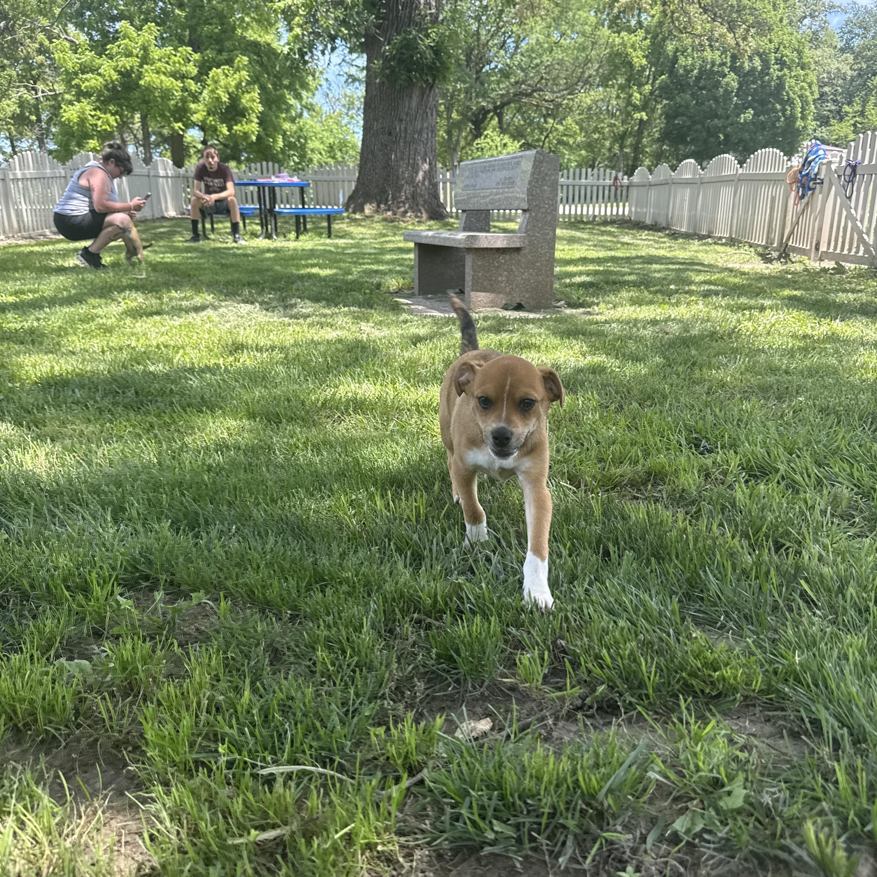 Enlarge Hamm, an adopted Chug in Auburn, NE image 4/6