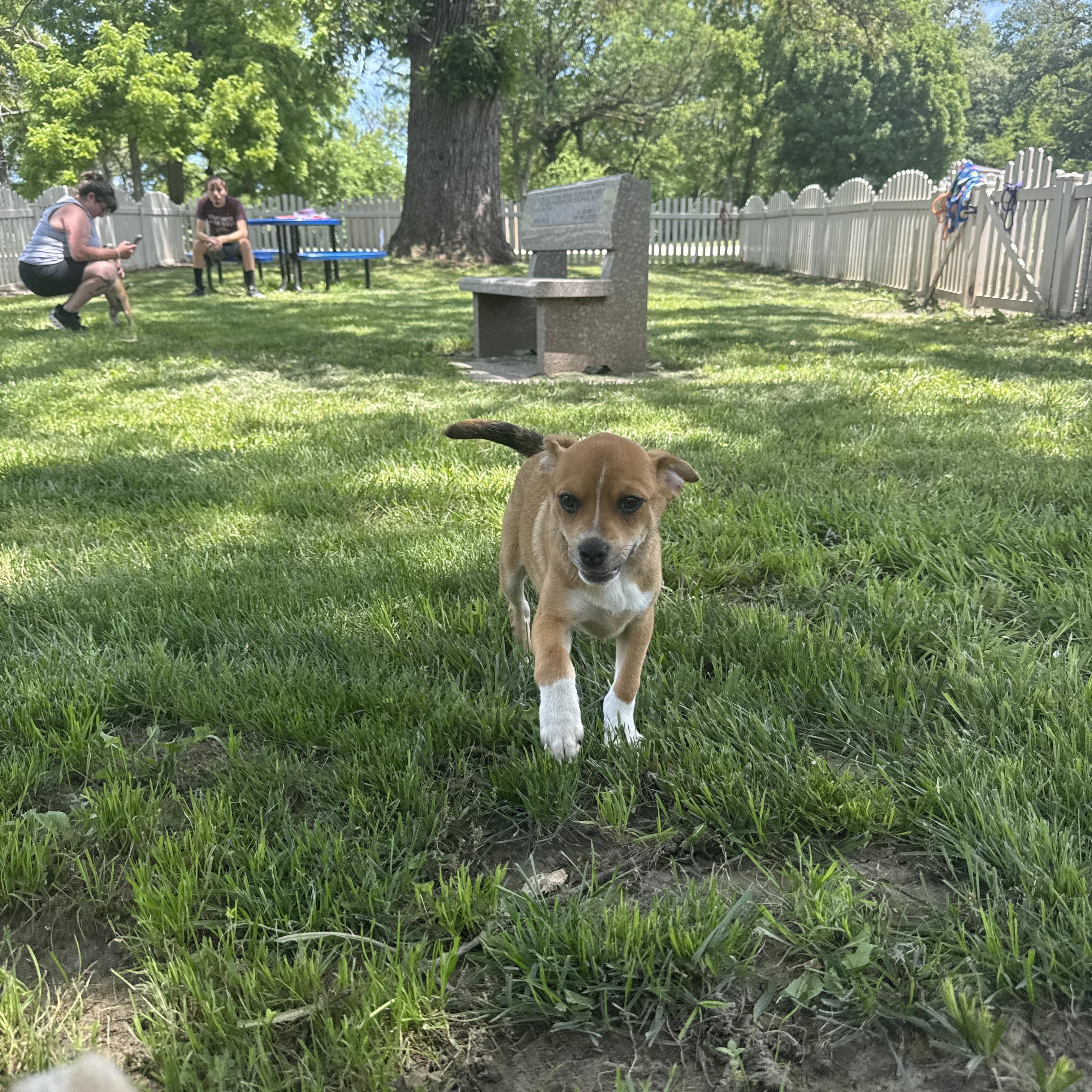 Enlarge Hamm, an adopted Chug in Auburn, NE image 3/6