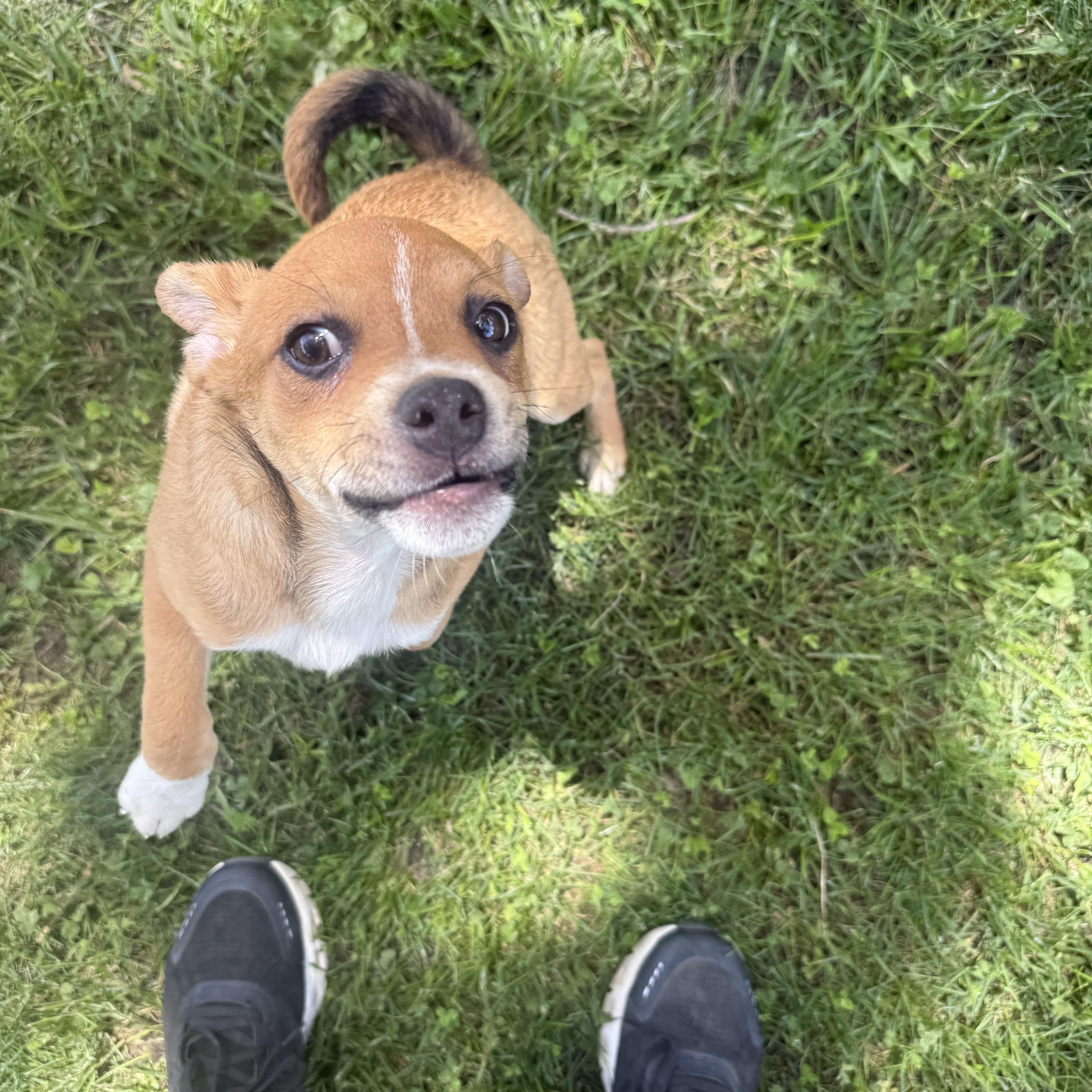 Enlarge Hamm, an adopted Chug in Auburn, NE image 6/6