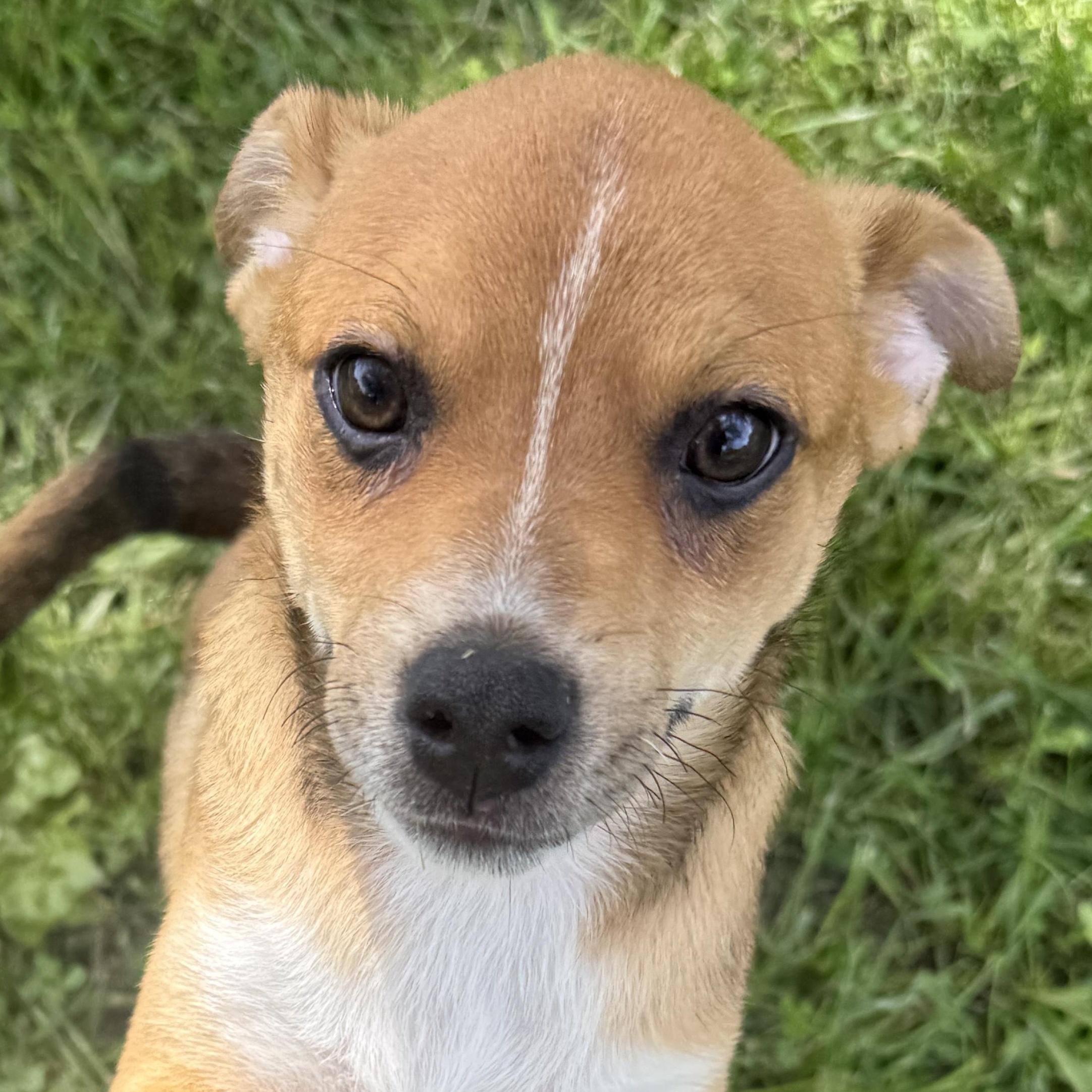 Enlarge Hamm, an adopted Chug in Auburn, NE image 1/6
