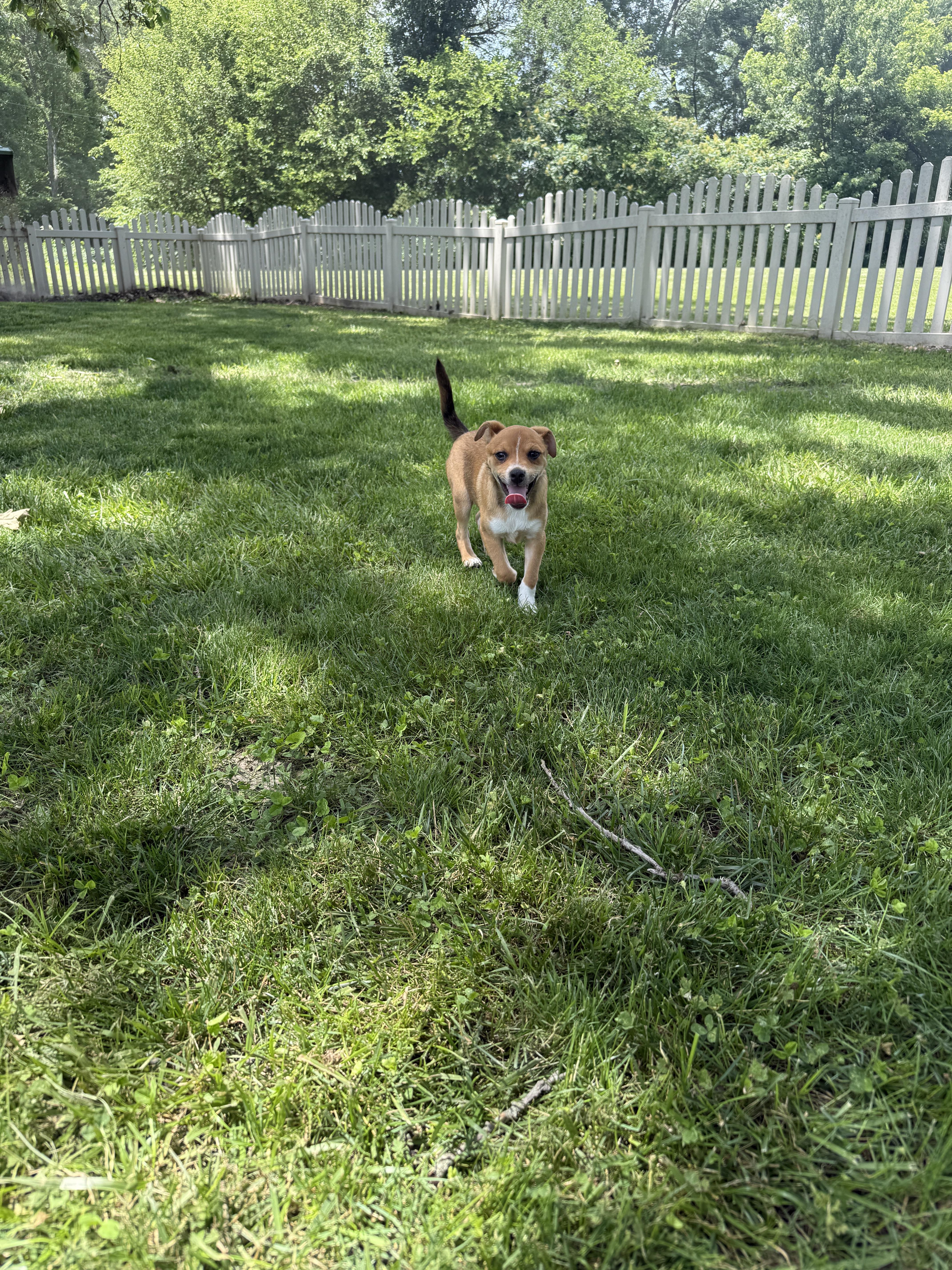 Enlarge Hamm, an adopted Chug in Auburn, NE image 5/6