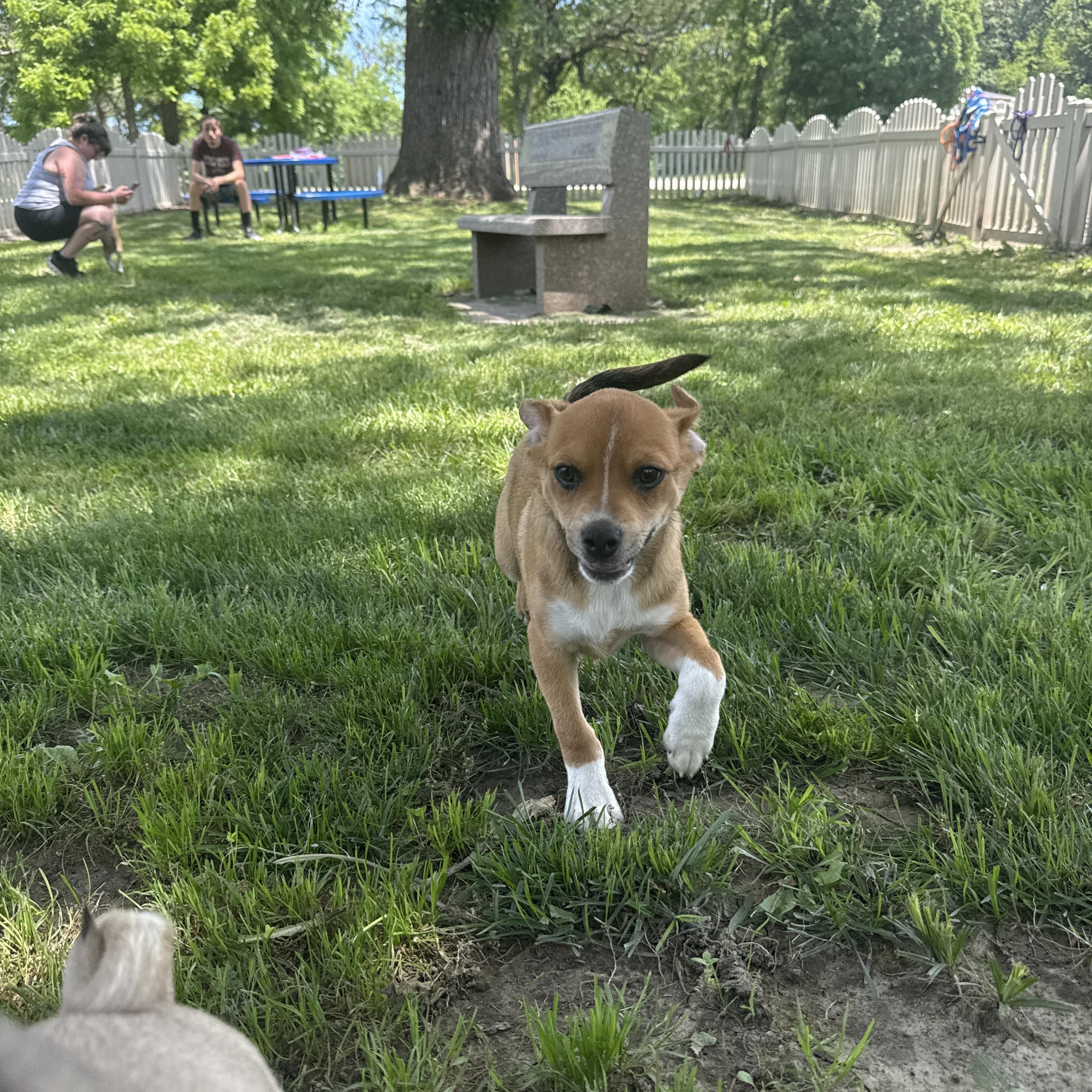 Enlarge Hamm, an adopted Chug in Auburn, NE image 2/6
