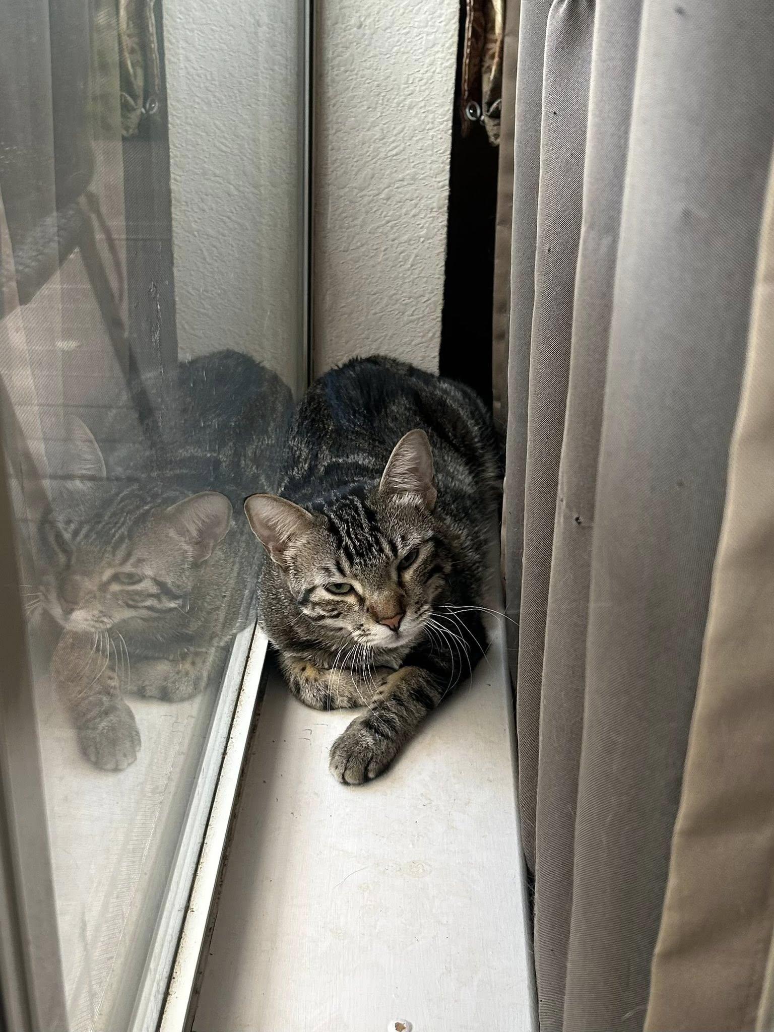 Storm Cloud (bonded to Spirit Love), a Adoptable Domestic Short Hair in Fort Worth, TX image 4/6