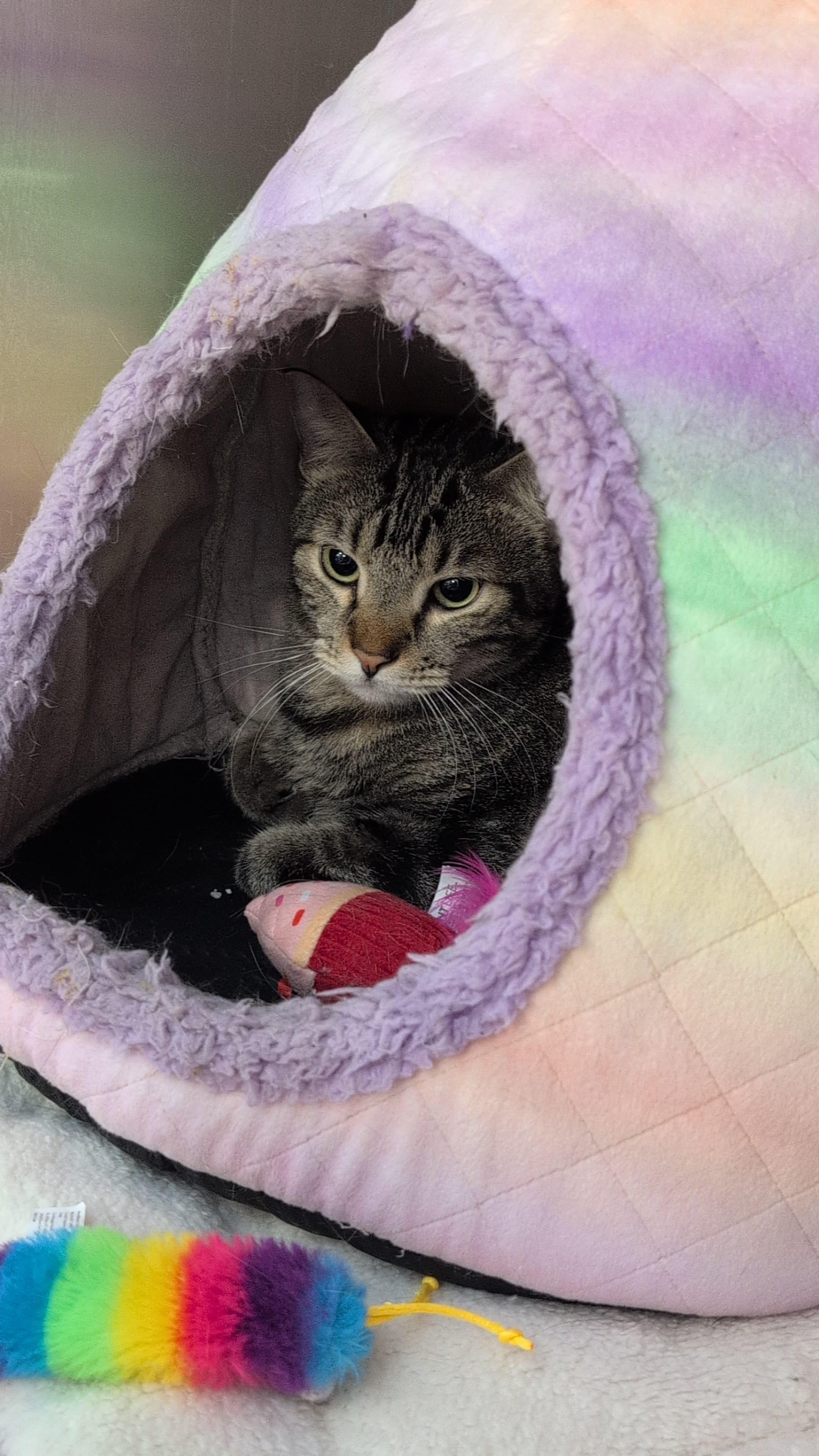 Storm Cloud (bonded to Spirit Love), a Adoptable Domestic Short Hair in Fort Worth, TX image 3/6