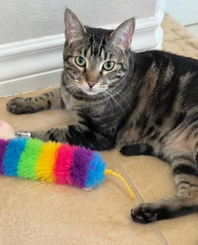Storm Cloud (bonded to Spirit Love), Adoptable, Young Male Domestic Short Hair.