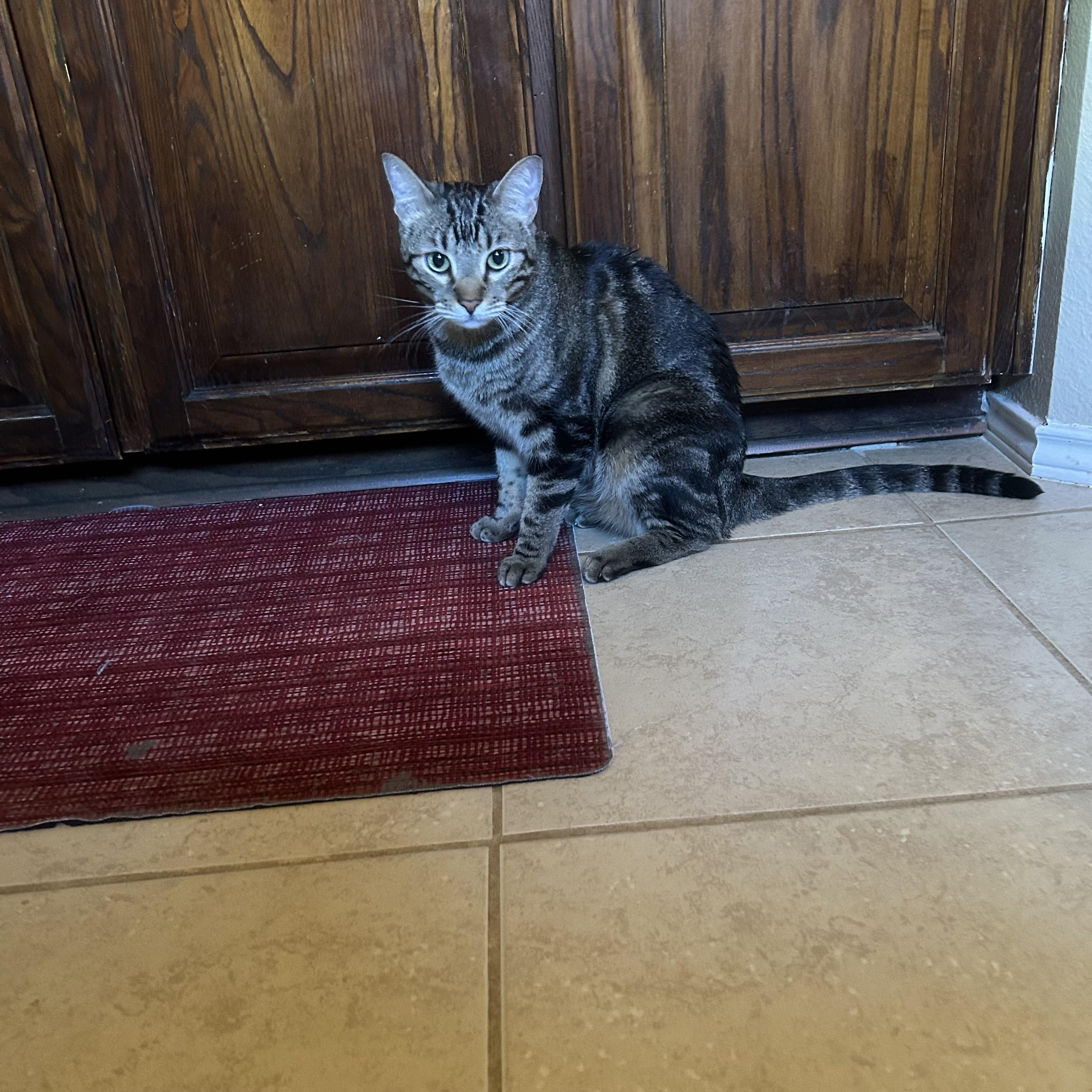 Storm Cloud (bonded to Spirit Love), a Adoptable Domestic Short Hair in Fort Worth, TX image 2/6