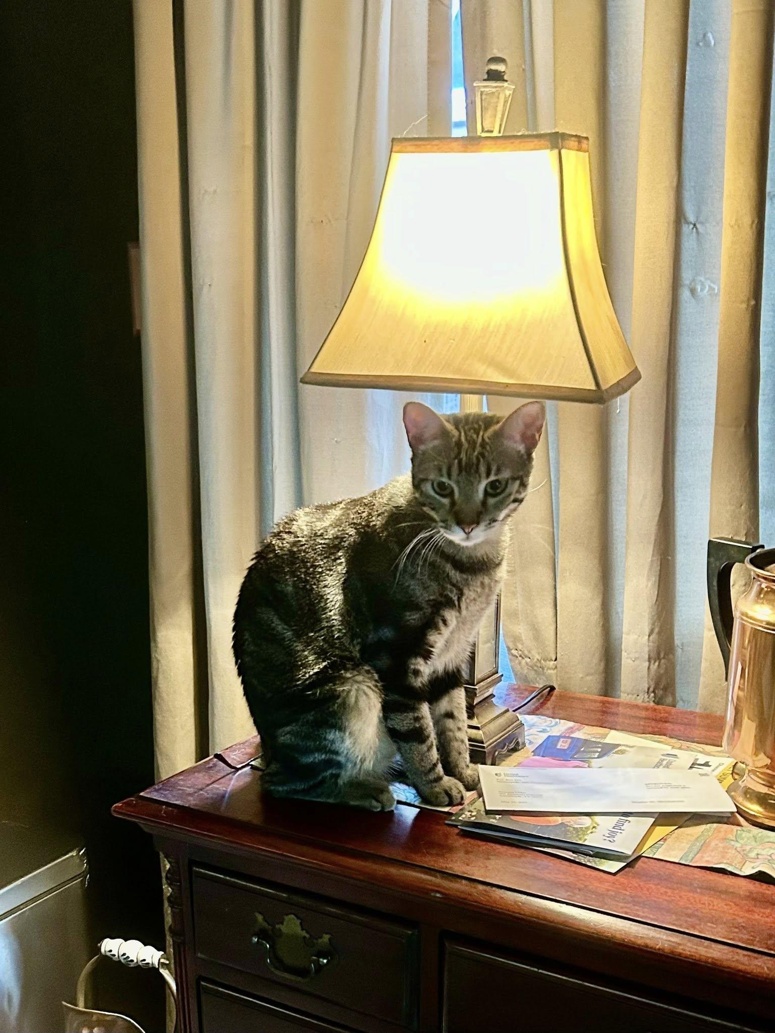 Storm Cloud (bonded to Spirit Love), a Adoptable Domestic Short Hair in Fort Worth, TX image 5/6