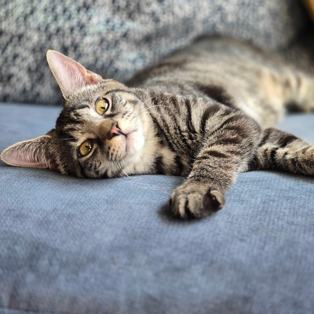 Enlarge Abby, a Adoptable Domestic Short Hair in Winston Salem, NC image 1/2