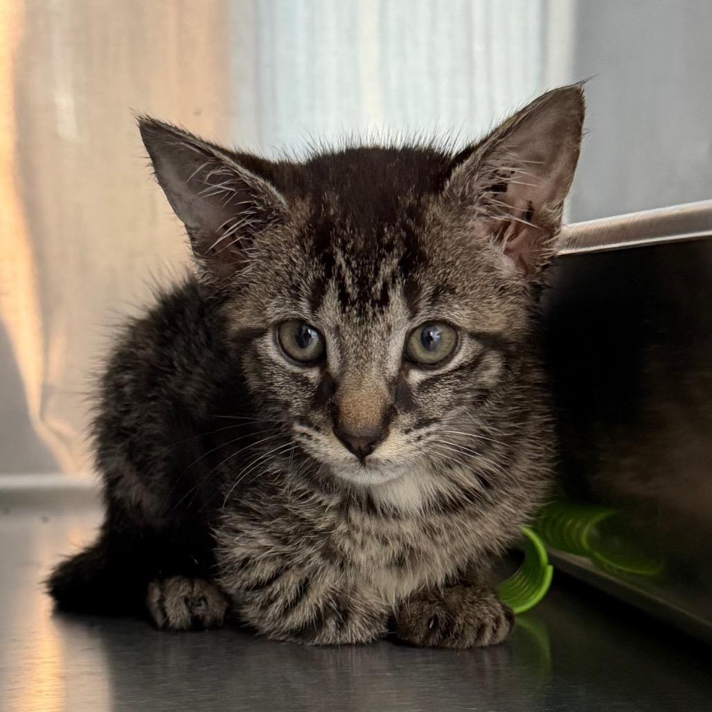 Enlarge Abby, a Adoptable Domestic Short Hair in Winston Salem, NC image 2/2