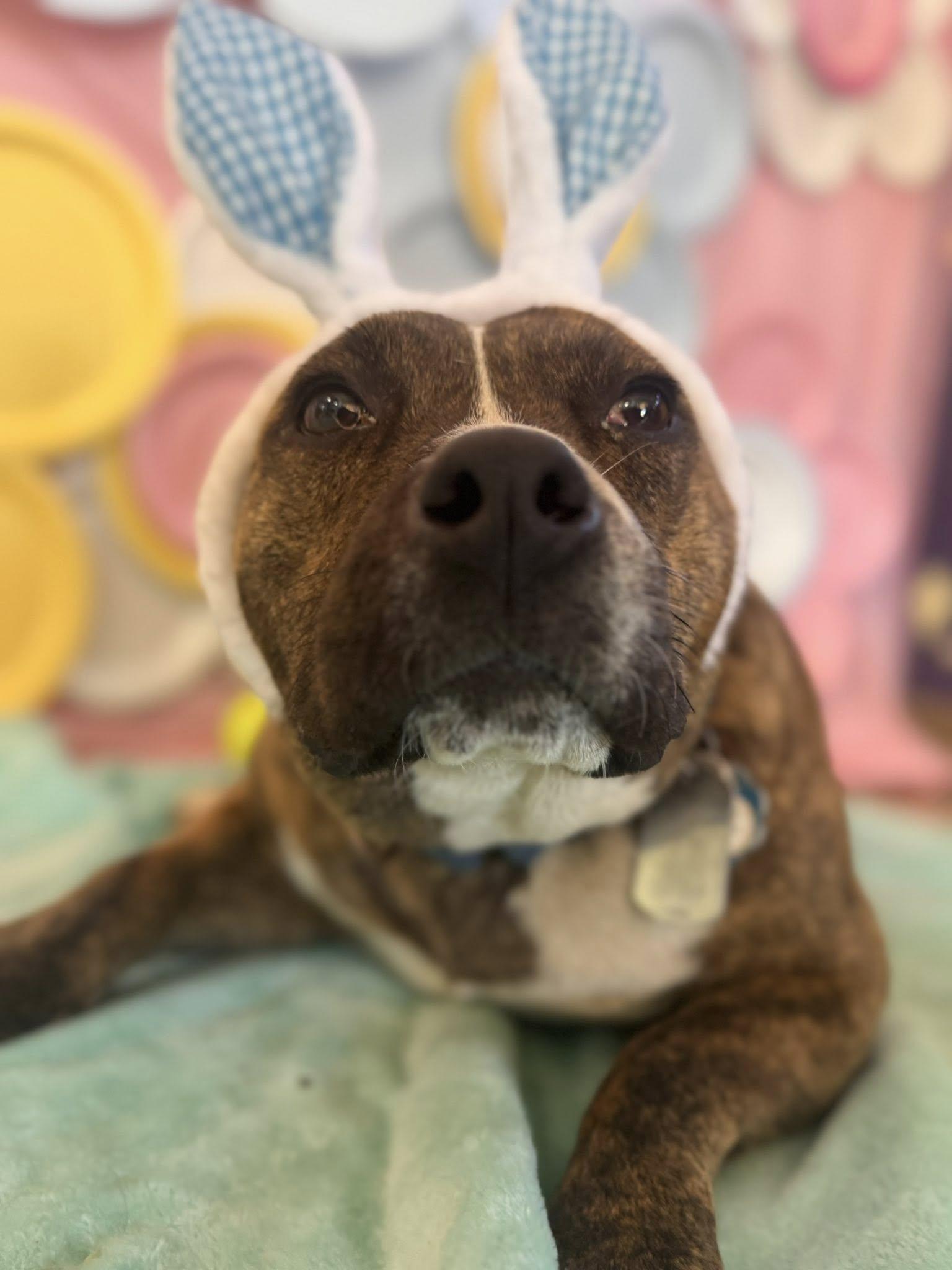 Enlarge Bulbasaur, a ADOPTABLE Mixed Breed in Chickasha, OK image 3/3