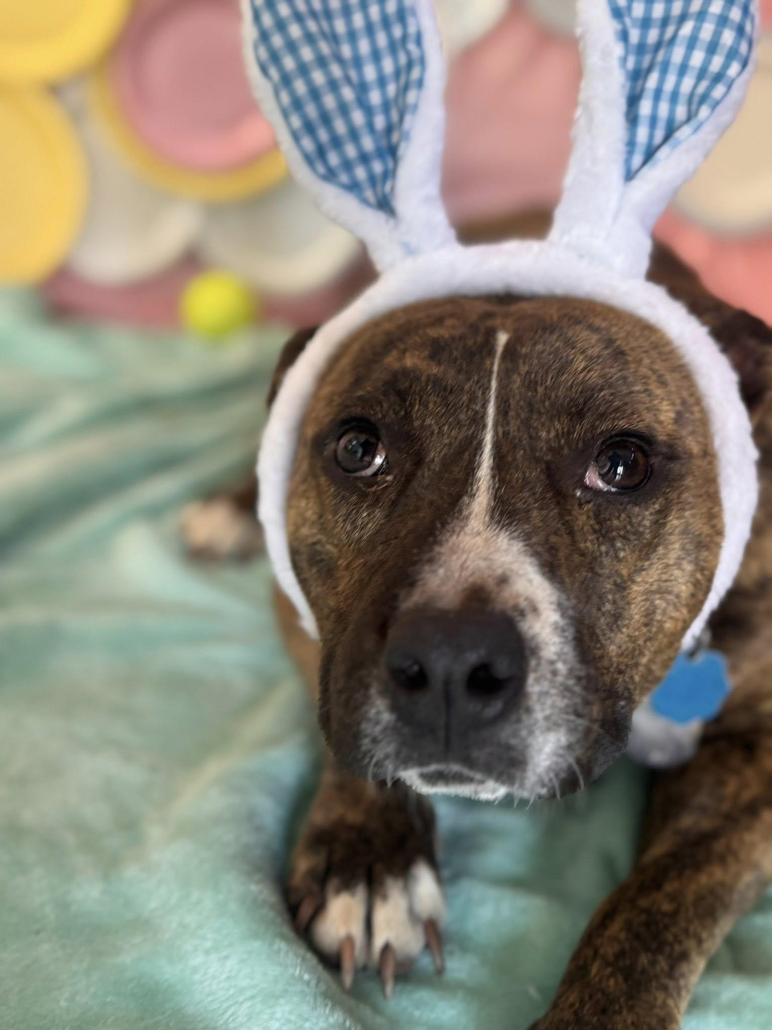 Bulbasaur, ADOPTABLE, Adult Male Mixed Breed.