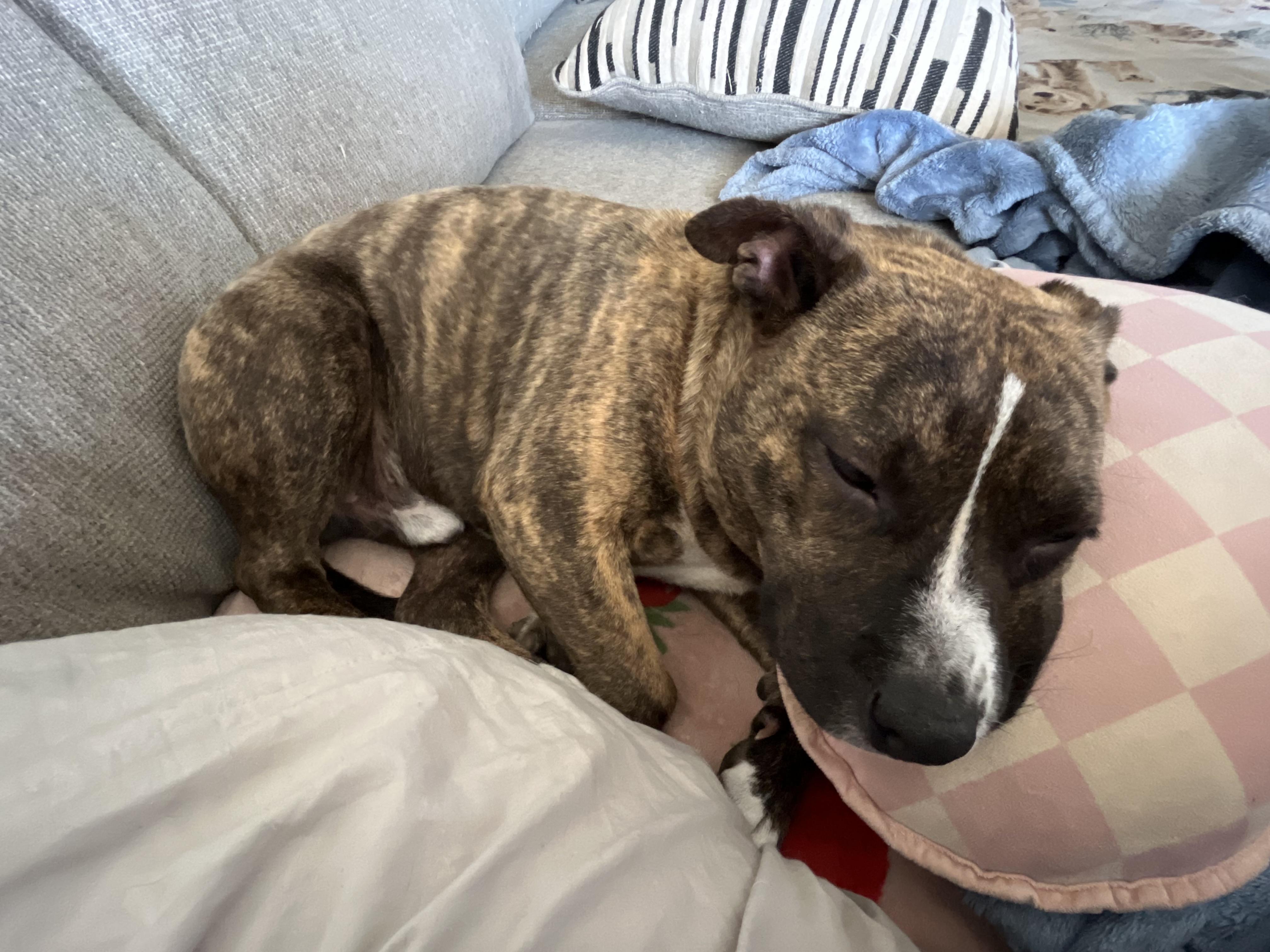 Bulbasaur, a ADOPTABLE Mixed Breed in Chickasha, OK image 2/6