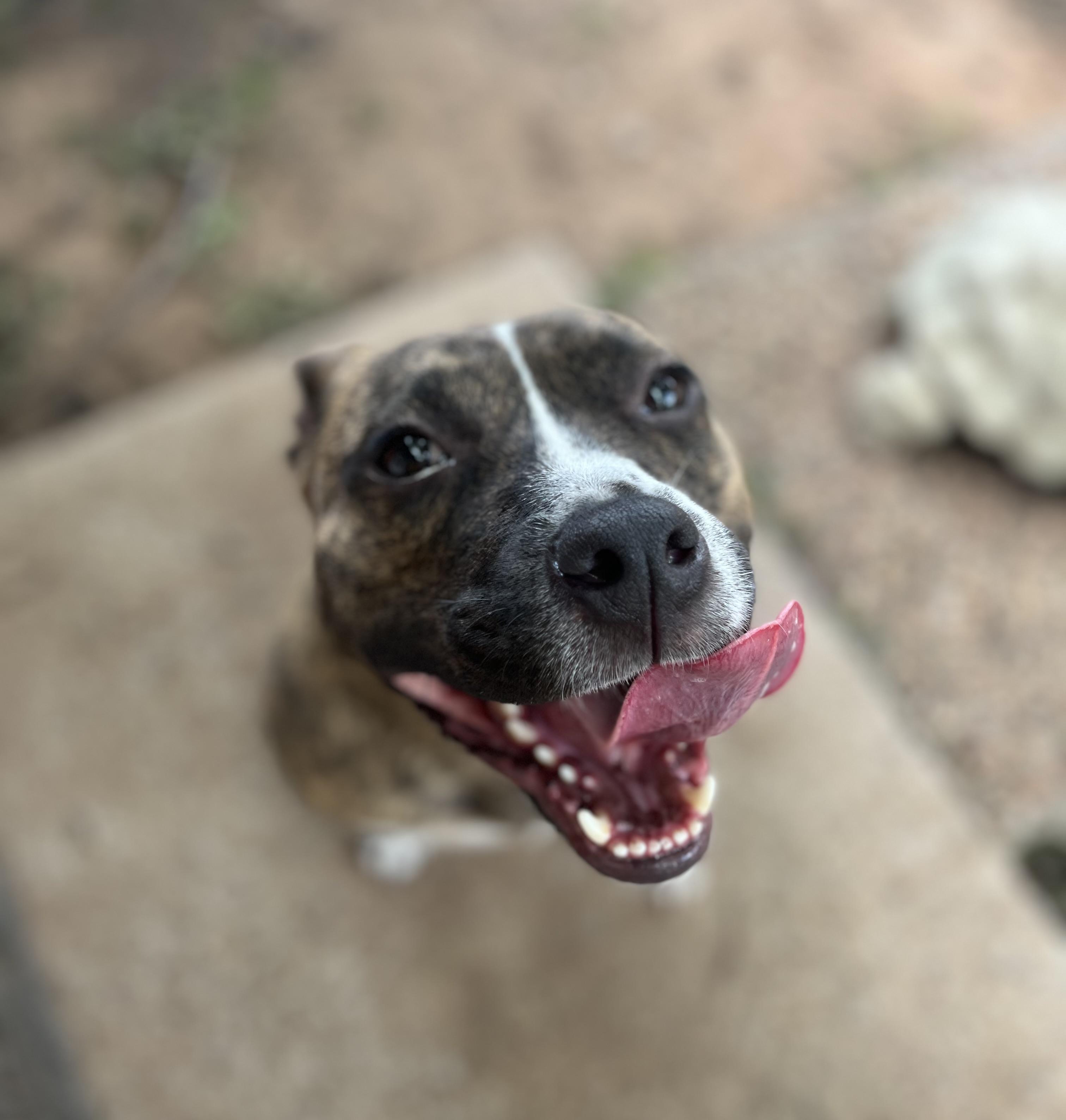 Bulbasaur, ADOPTABLE, Adult Male Mixed Breed.