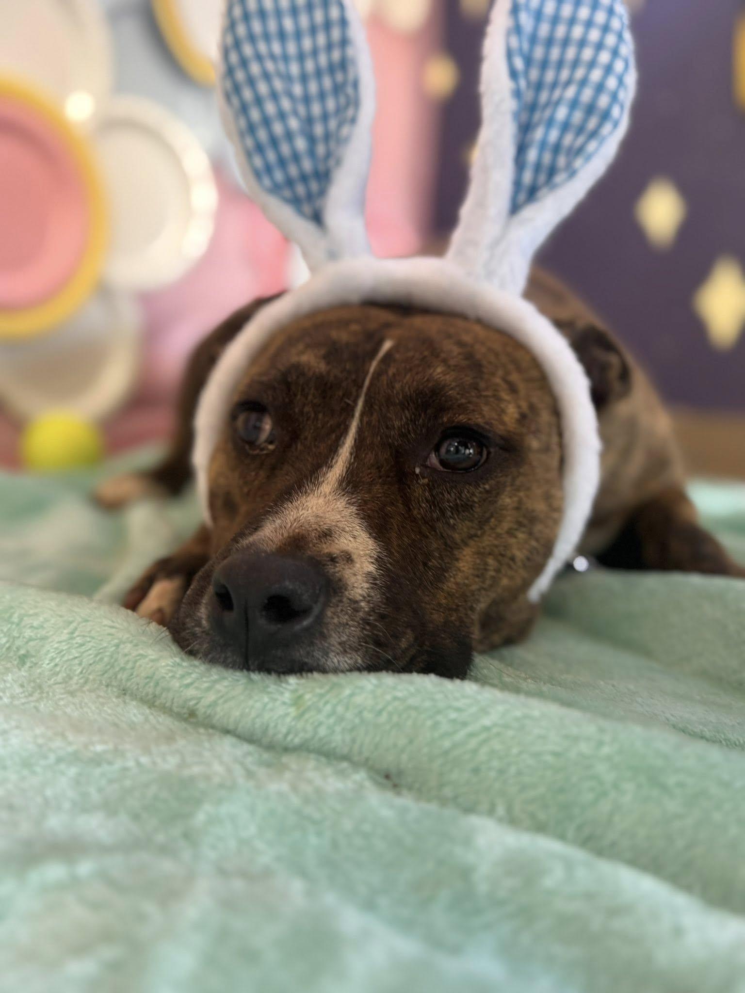 Enlarge Bulbasaur, a ADOPTABLE Mixed Breed in Chickasha, OK image 2/3