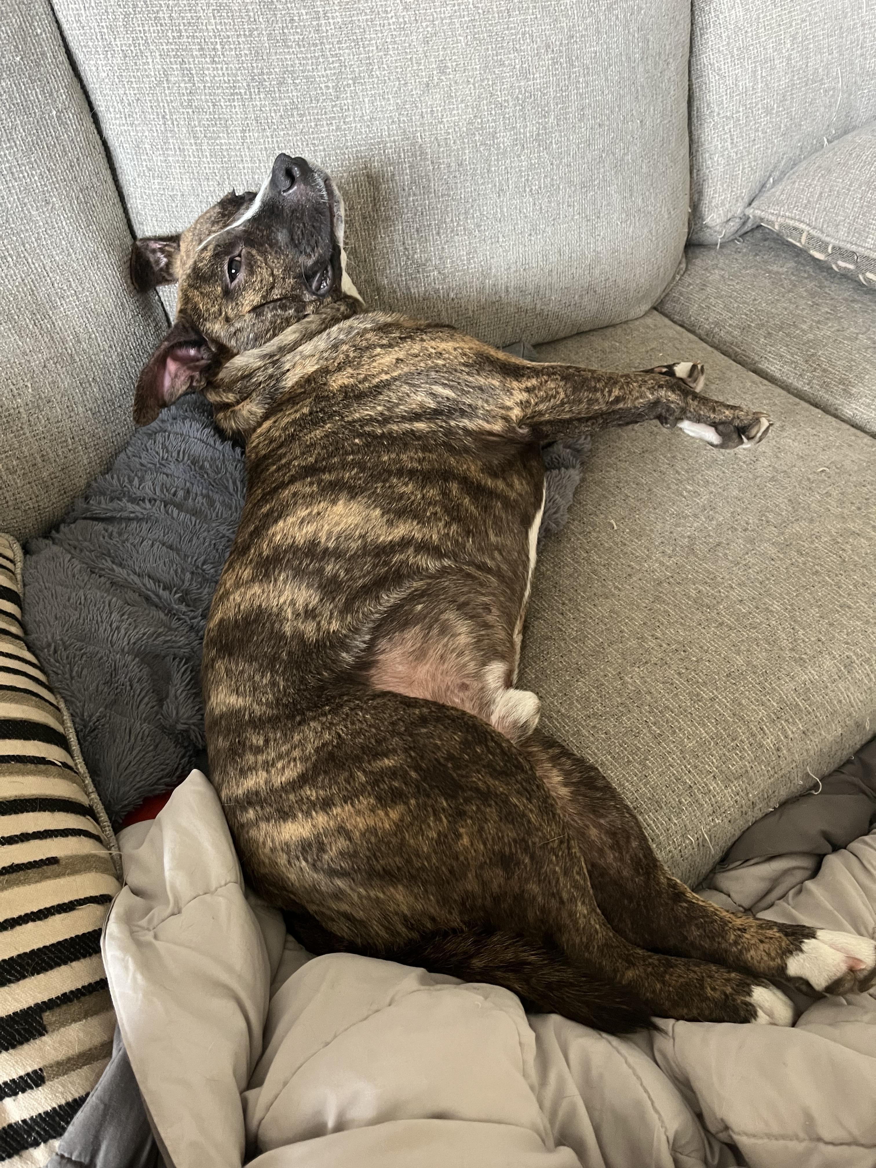 Bulbasaur, a ADOPTABLE Mixed Breed in Chickasha, OK image 6/6