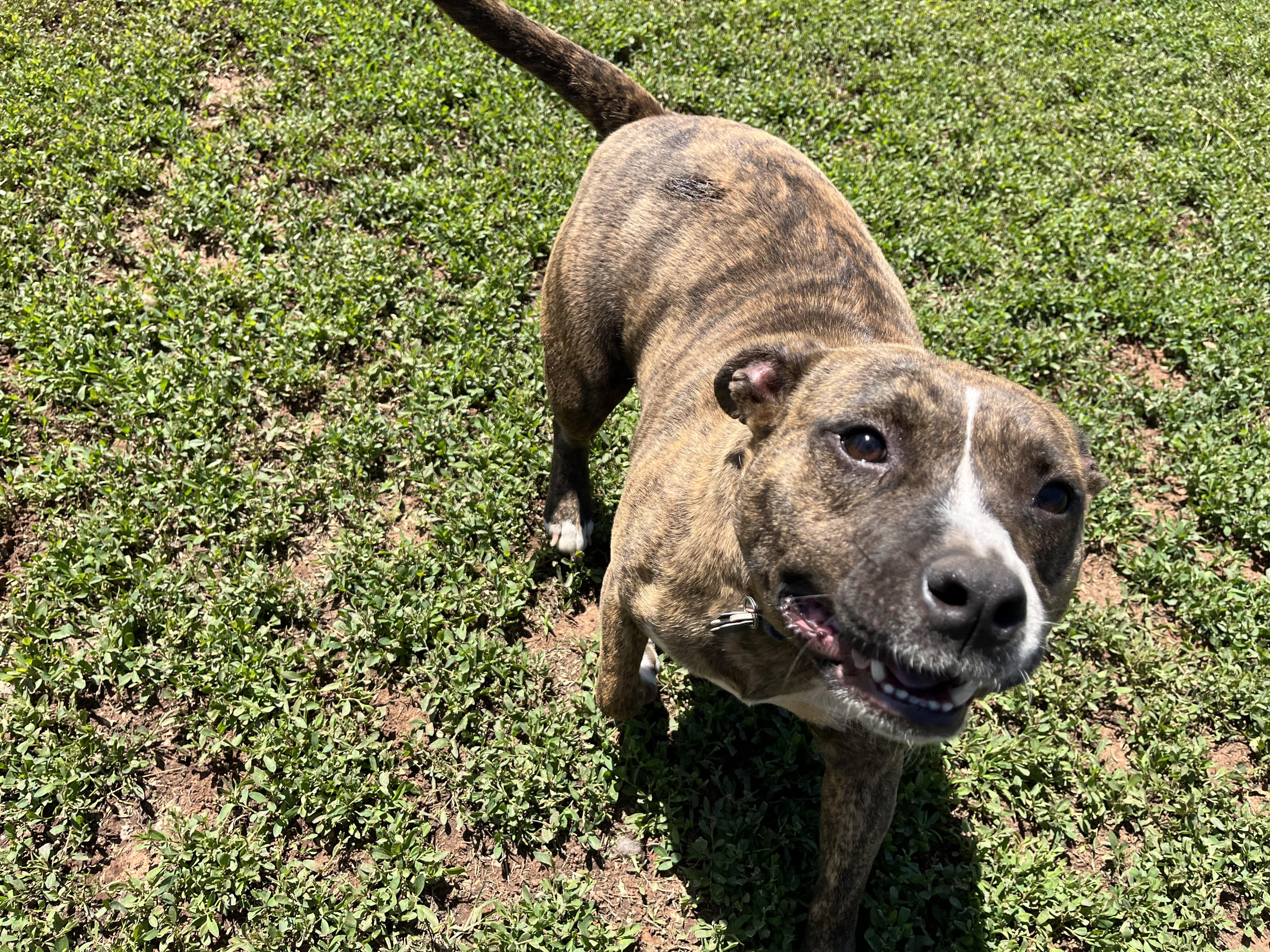 Enlarge Bulbasaur, a ADOPTABLE Mixed Breed in Chickasha, OK image 5/5