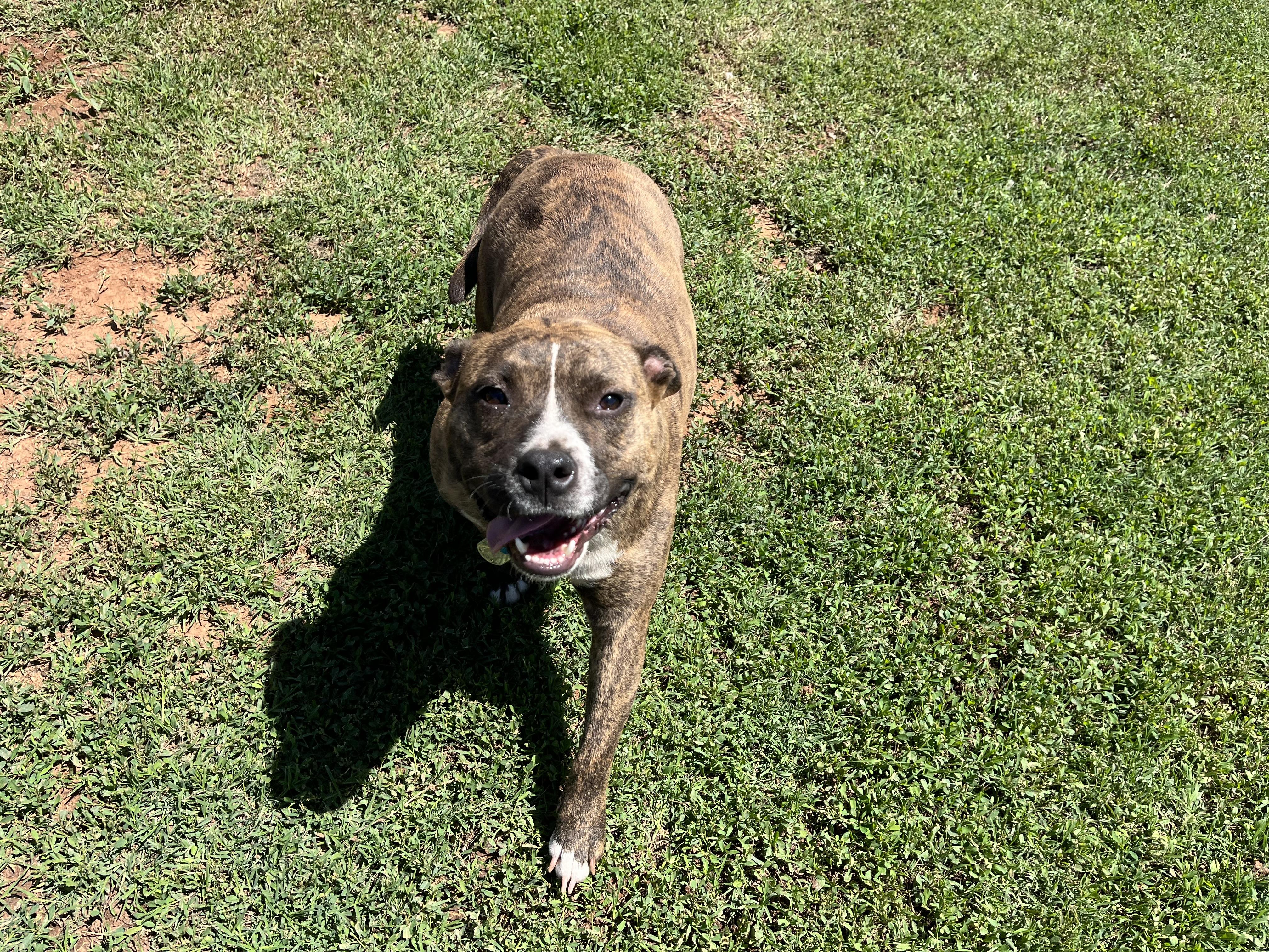 Enlarge Bulbasaur, a ADOPTABLE Mixed Breed in Chickasha, OK image 4/5