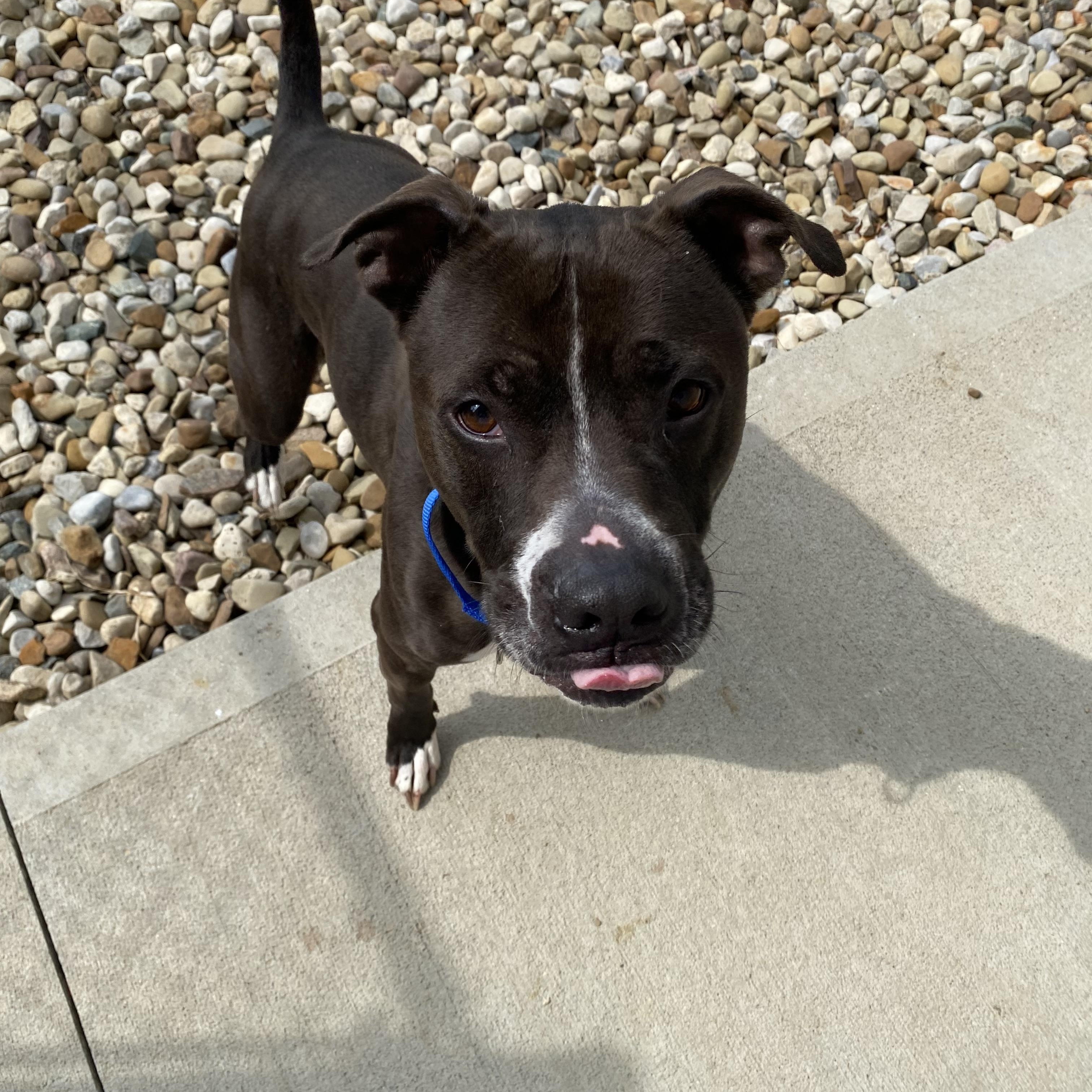 Enlarge Bosco, an adoptable mixed breed in Mansfield, OH image 3/3