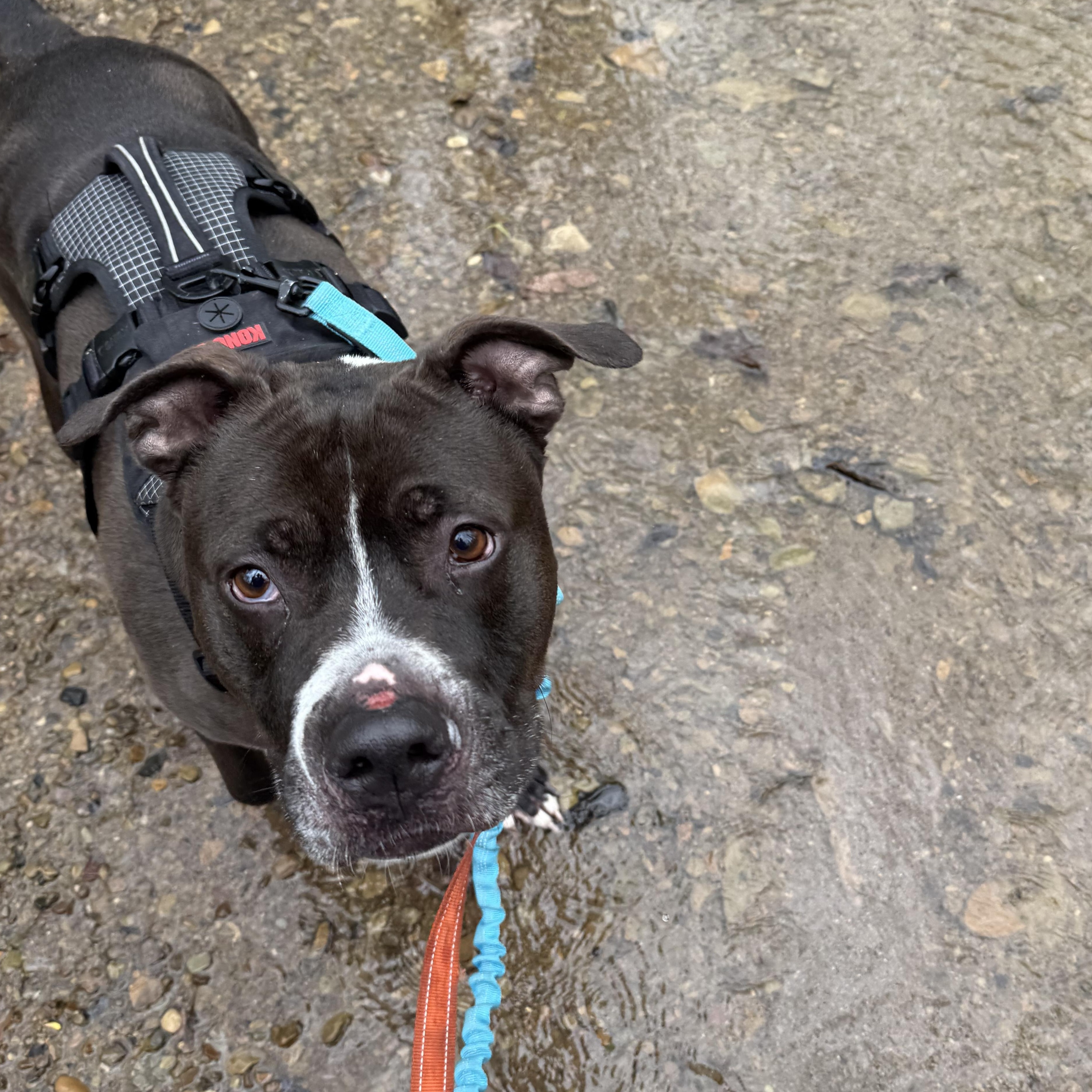 Bosco, an adoptable mixed breed in Mansfield, OH image 2/6
