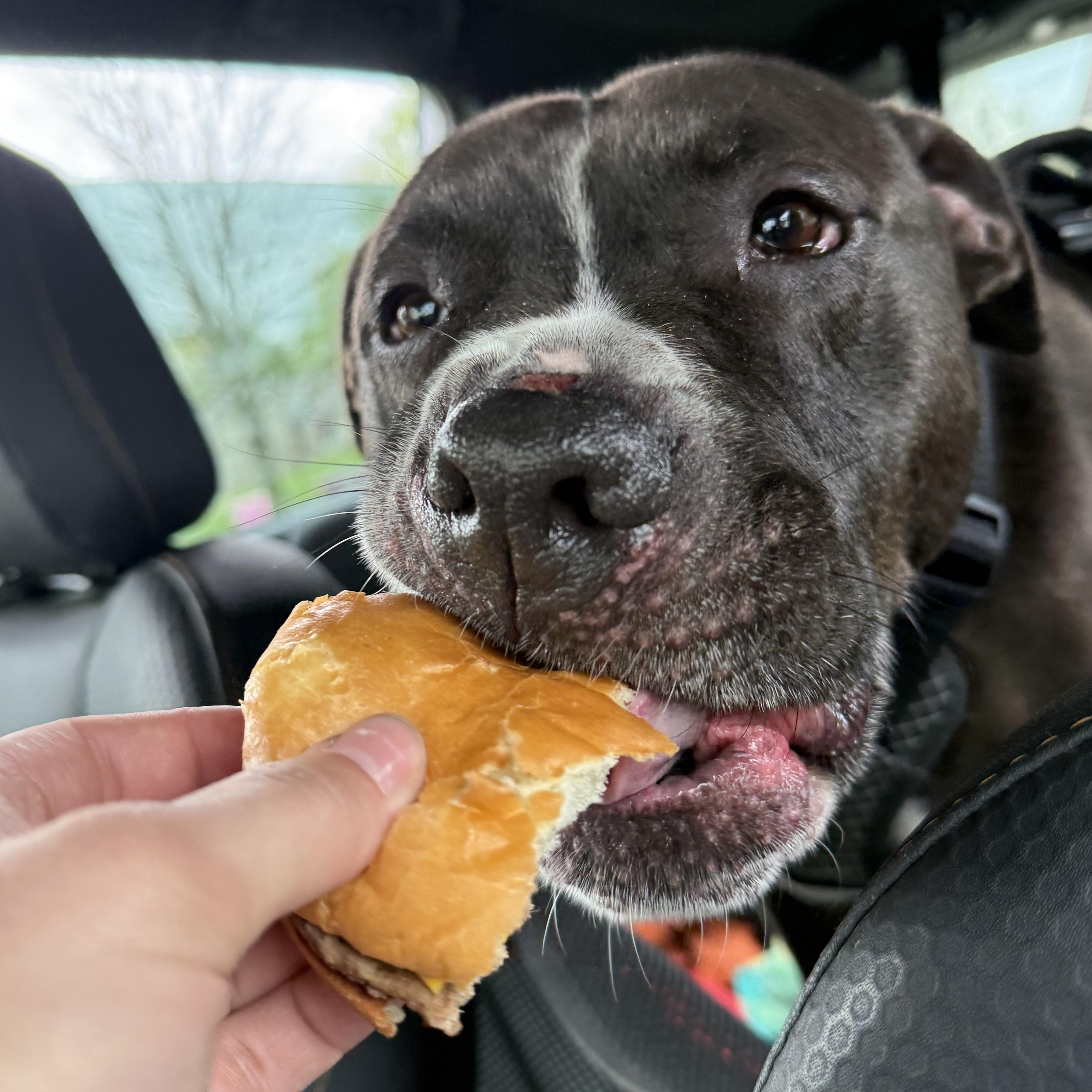 Bosco, an adoptable mixed breed in Mansfield, OH image 3/6