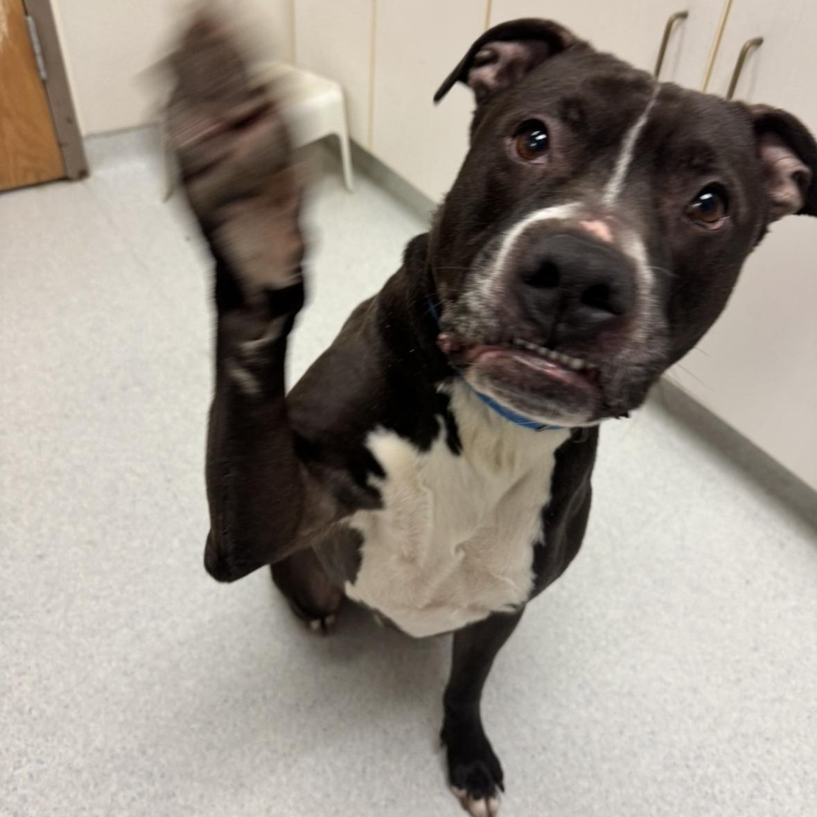 Bosco, an adoptable mixed breed in Mansfield, OH image 6/6