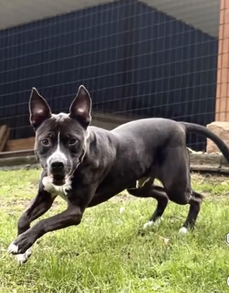 Bosco, adoptable, Adult Male American Bulldog.