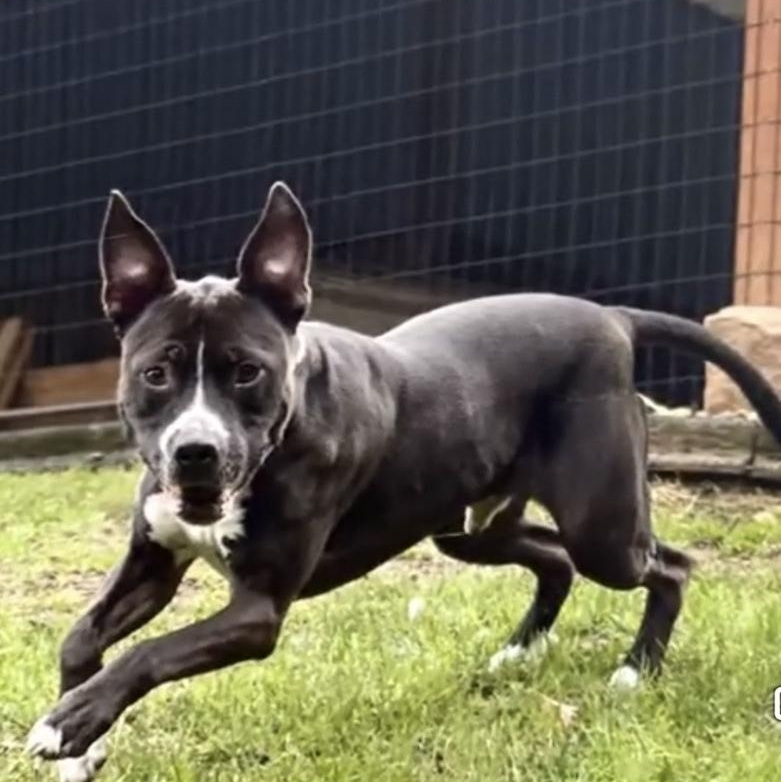 Bosco, an adoptable mixed breed in Mansfield, OH image 4/6