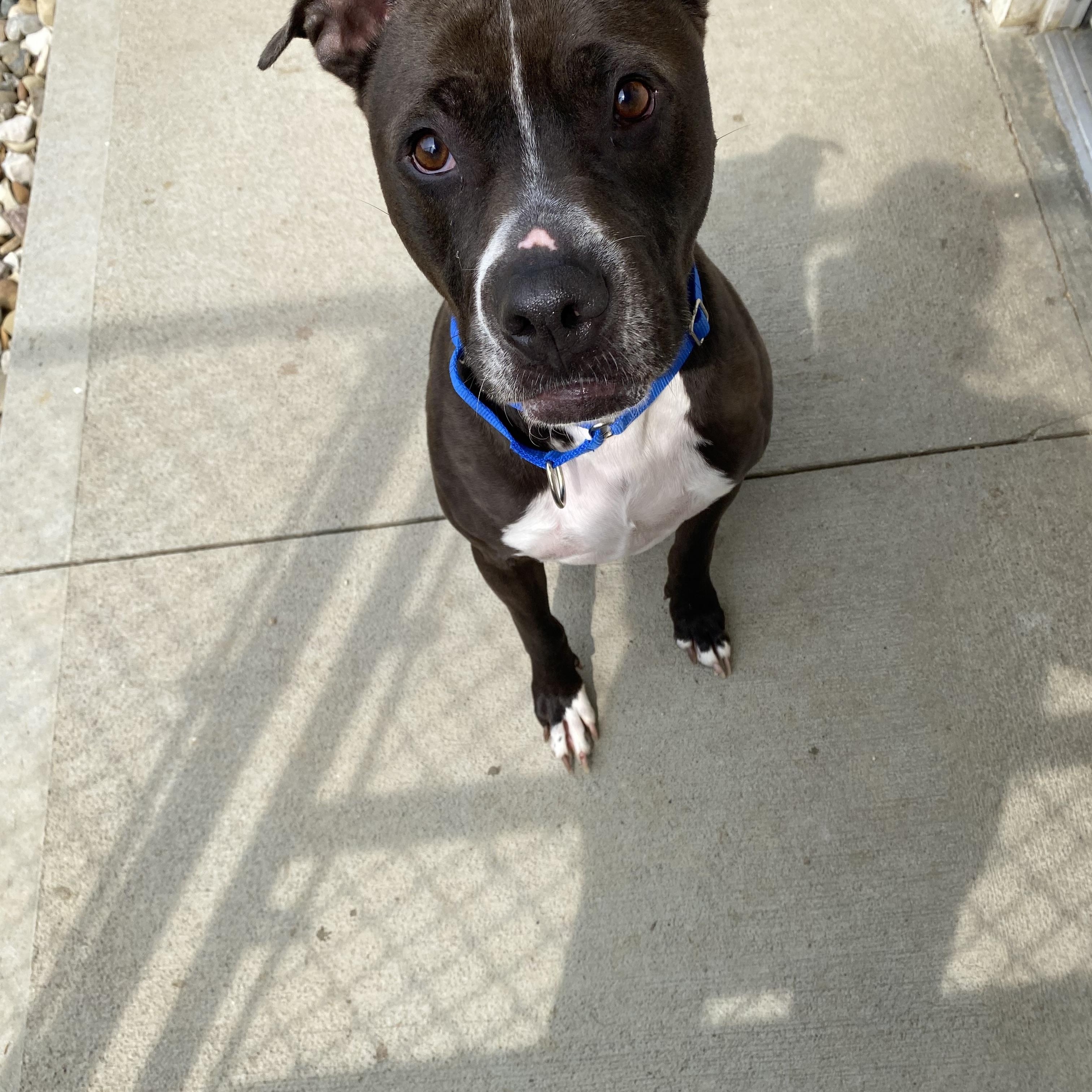 Enlarge Bosco, an adoptable mixed breed in Mansfield, OH image 2/3