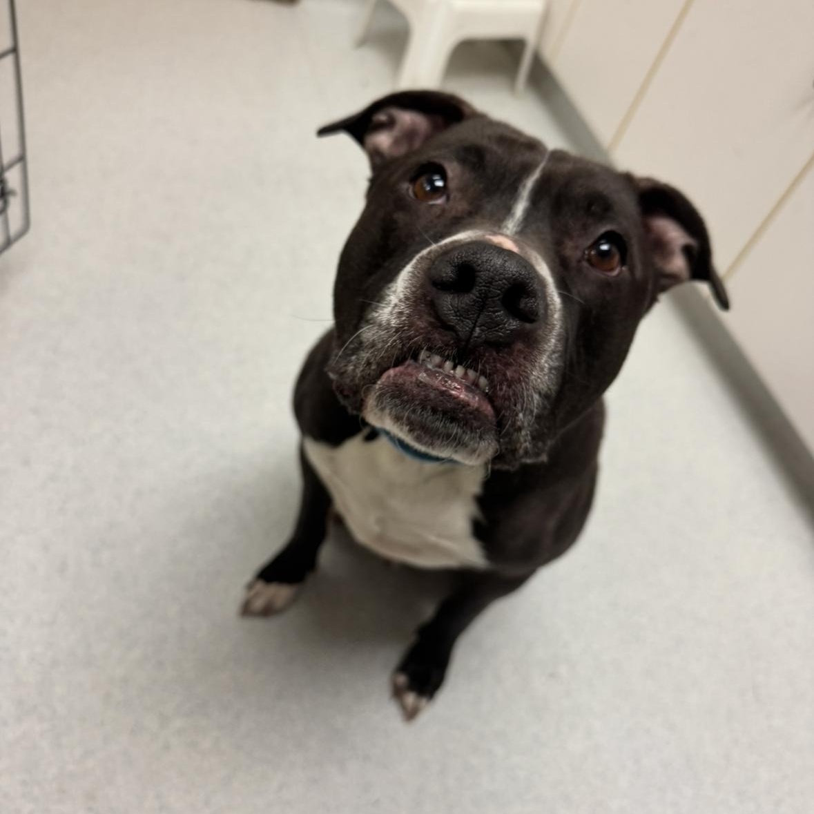 Bosco, an adoptable mixed breed in Mansfield, OH image 5/6