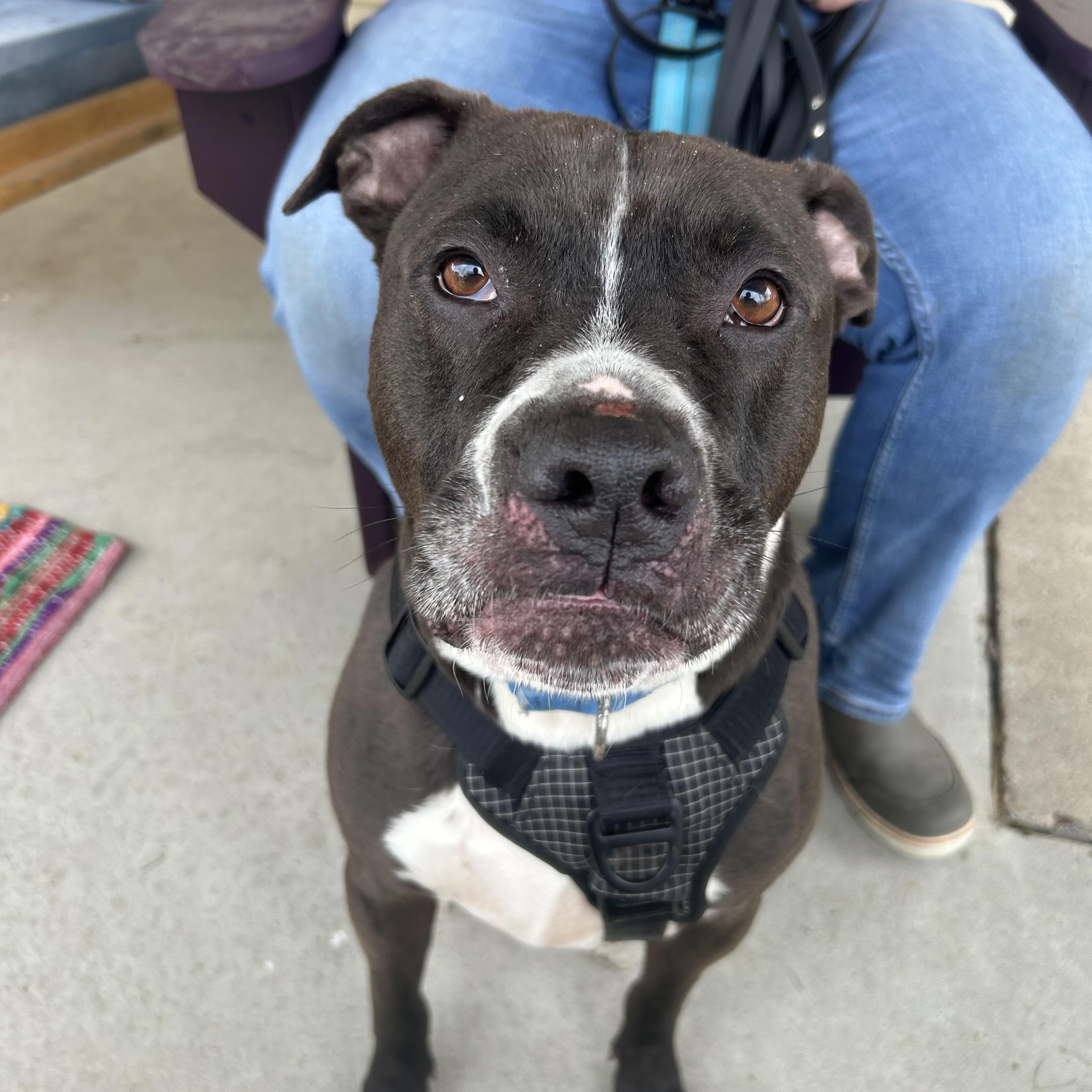 Bosco, an adoptable mixed breed in Mansfield, OH image 1/6