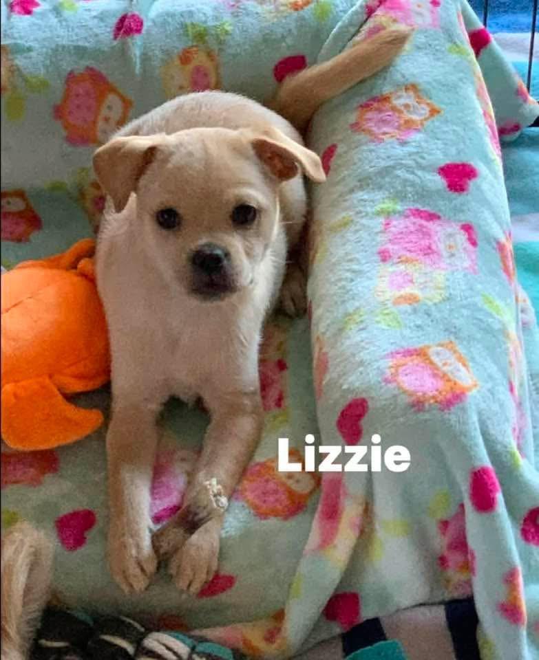 Lizzie, ADOPTABLE, Puppy Female Pug & Terrier.