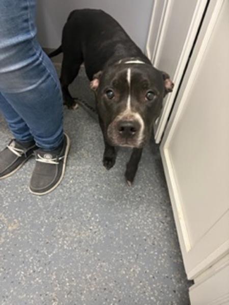 Raven, Adoptable, Adult Female Pit Bull Terrier.