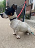 Hops, Adoptable, Young Male Jack Russell Terrier.
